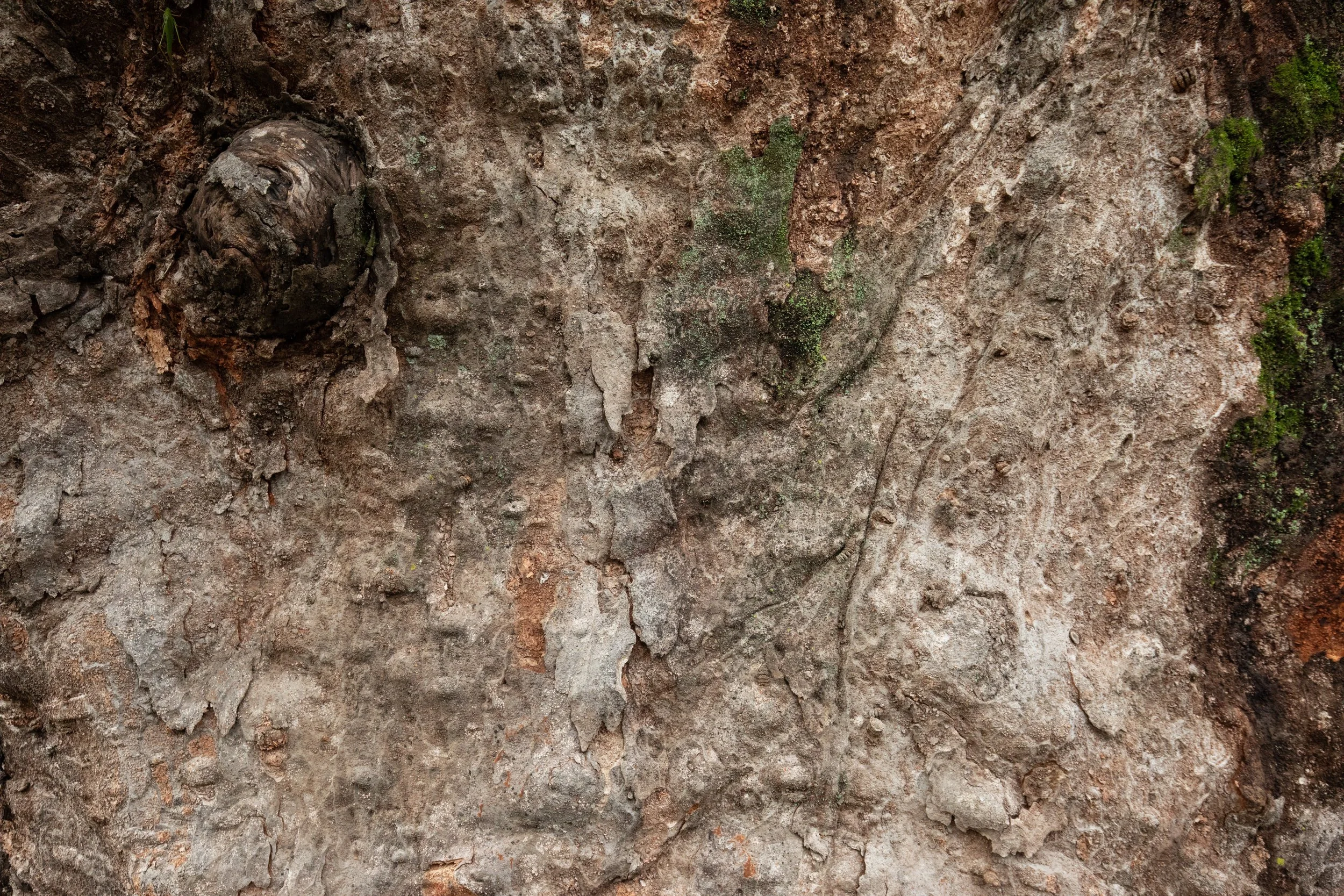 Closeup of bark and texture of a sacred village tree (dangsan namu) covered in moss at the entrance to Uitan-ri village, South Korea.