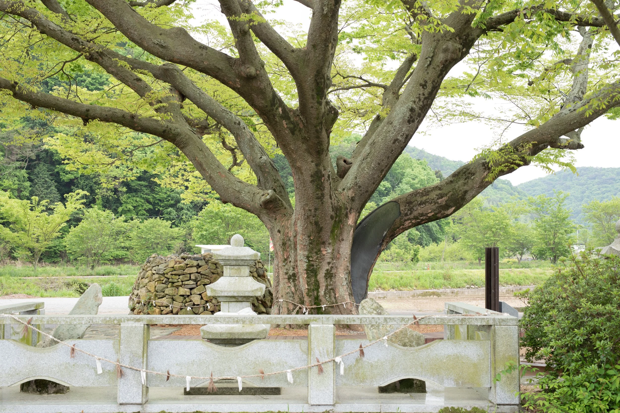A village guardian tree (당산나무), sacred stone cairns known as seonangdang (서낭당) and a stone altar protected by a golden rope known as Geumjul (금줄) stand at the entrance to Bonghwa-ri, South Korea.