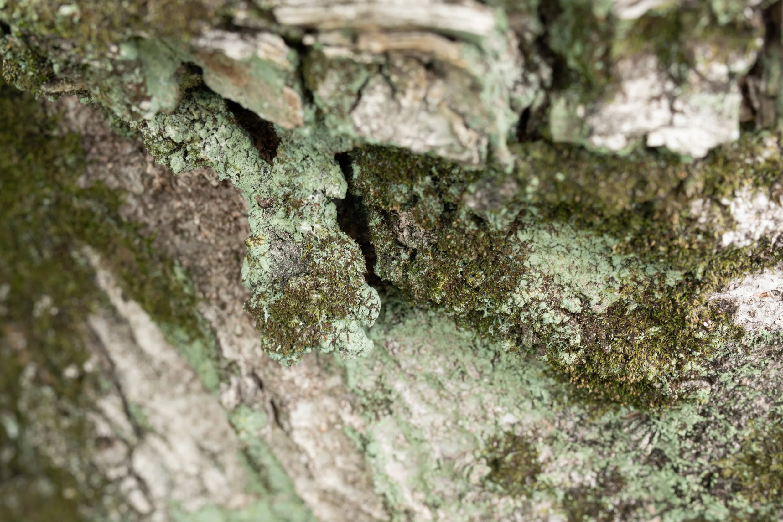 Detail of bark and moss growing on a sacred village tree in Naneum-ri 난음리, South Korea.