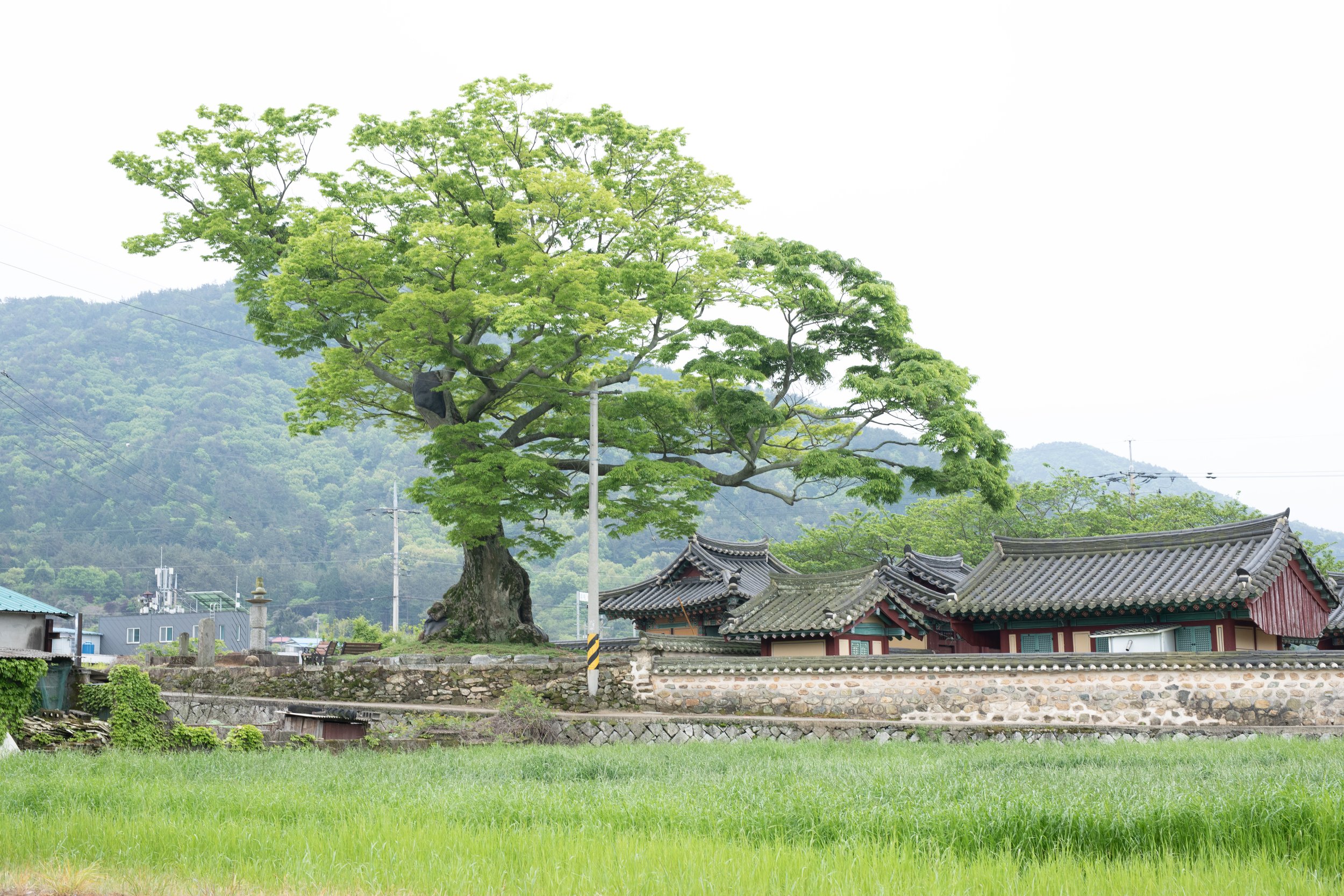 A scared village tree stands behind a farm and next to traditional tiled Korean shrines in Naneum-ri 난음리, South Korea.