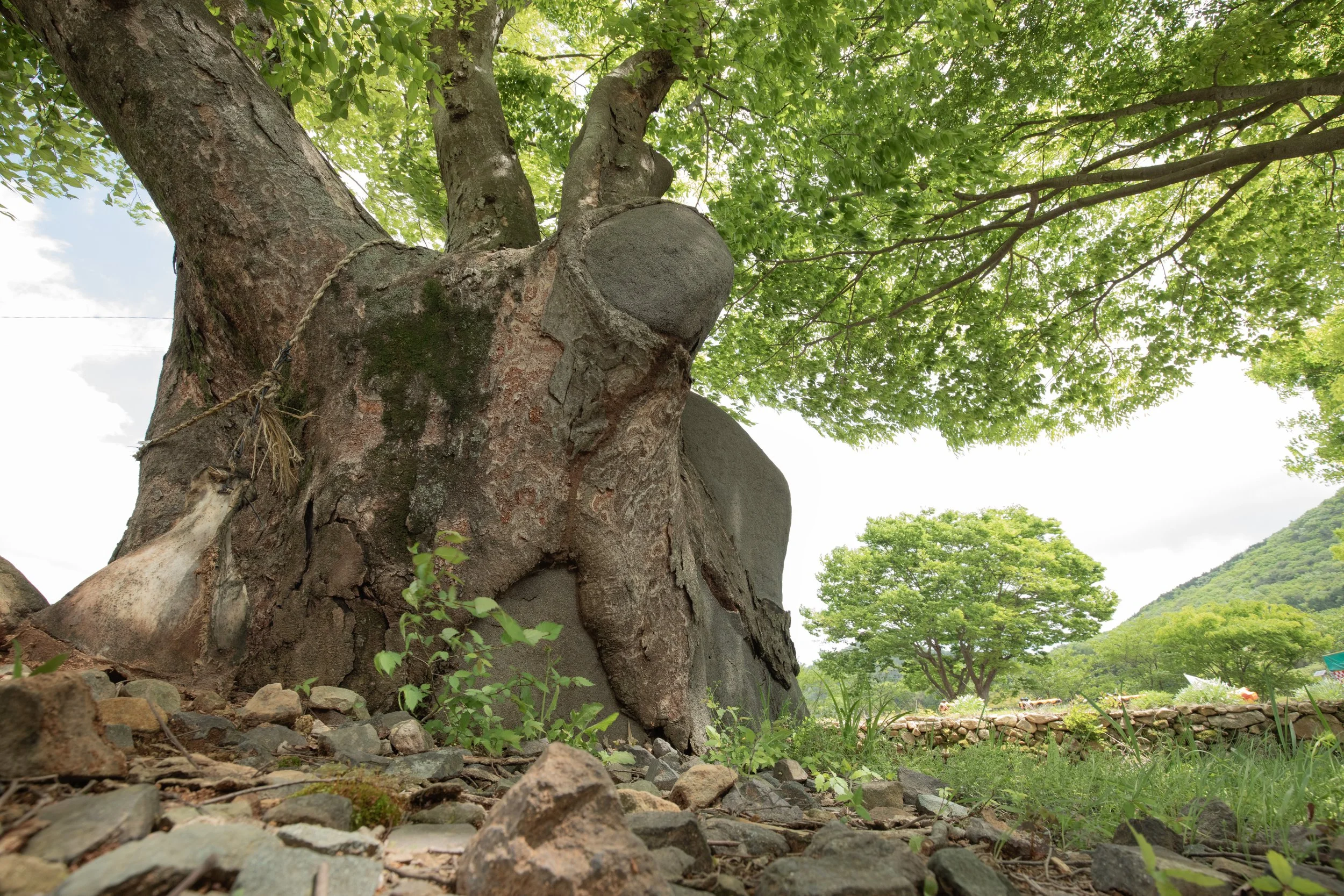 A cow bone is tied to a sacred village tree in South Korea to wish for protection and prosperity in a village in Namhae island.