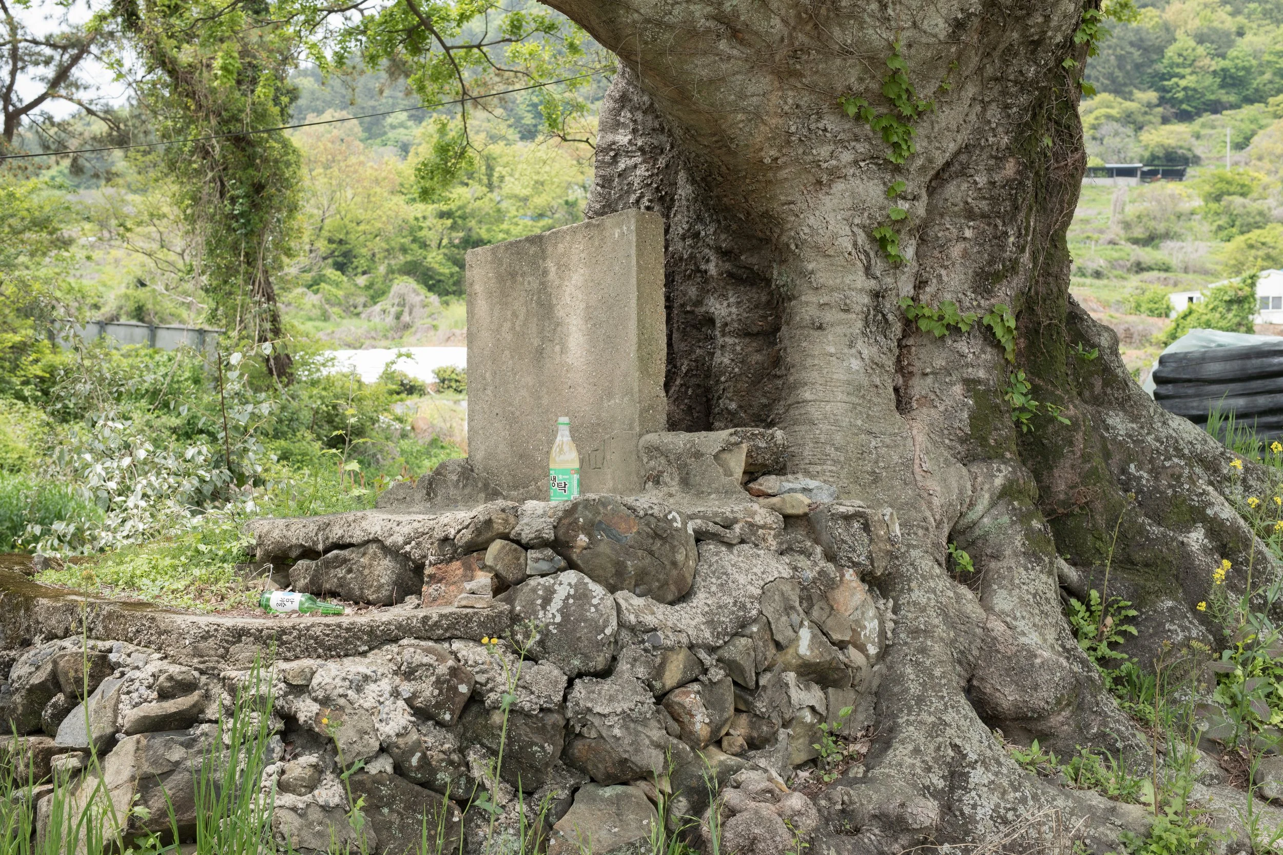 A closeup of a village guardian tree (Dangsan Namu) with a makeshift stone and concrete altar and bottles of soju left as offerings in Yongso-ri (용소리), South Korea.