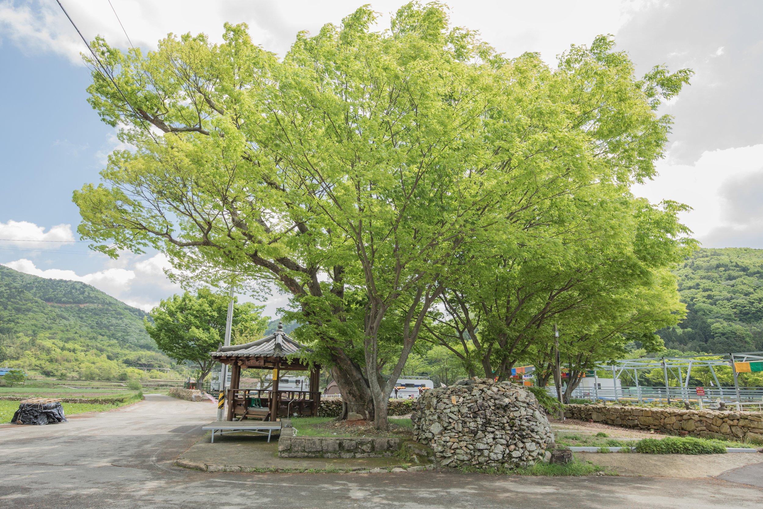 A sacred village tree (dangsan namu) with stone cairn in a rural village surrounded by mountains in South Korea.