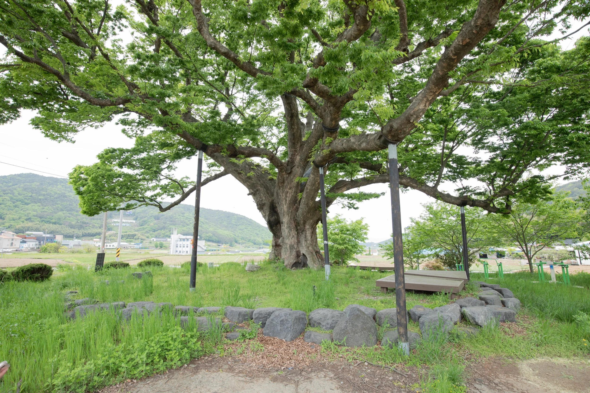 A village guardian tree (당산나무) is propped up by poles at the entrance to 당항리  (Danghang-ri) in South Korea.