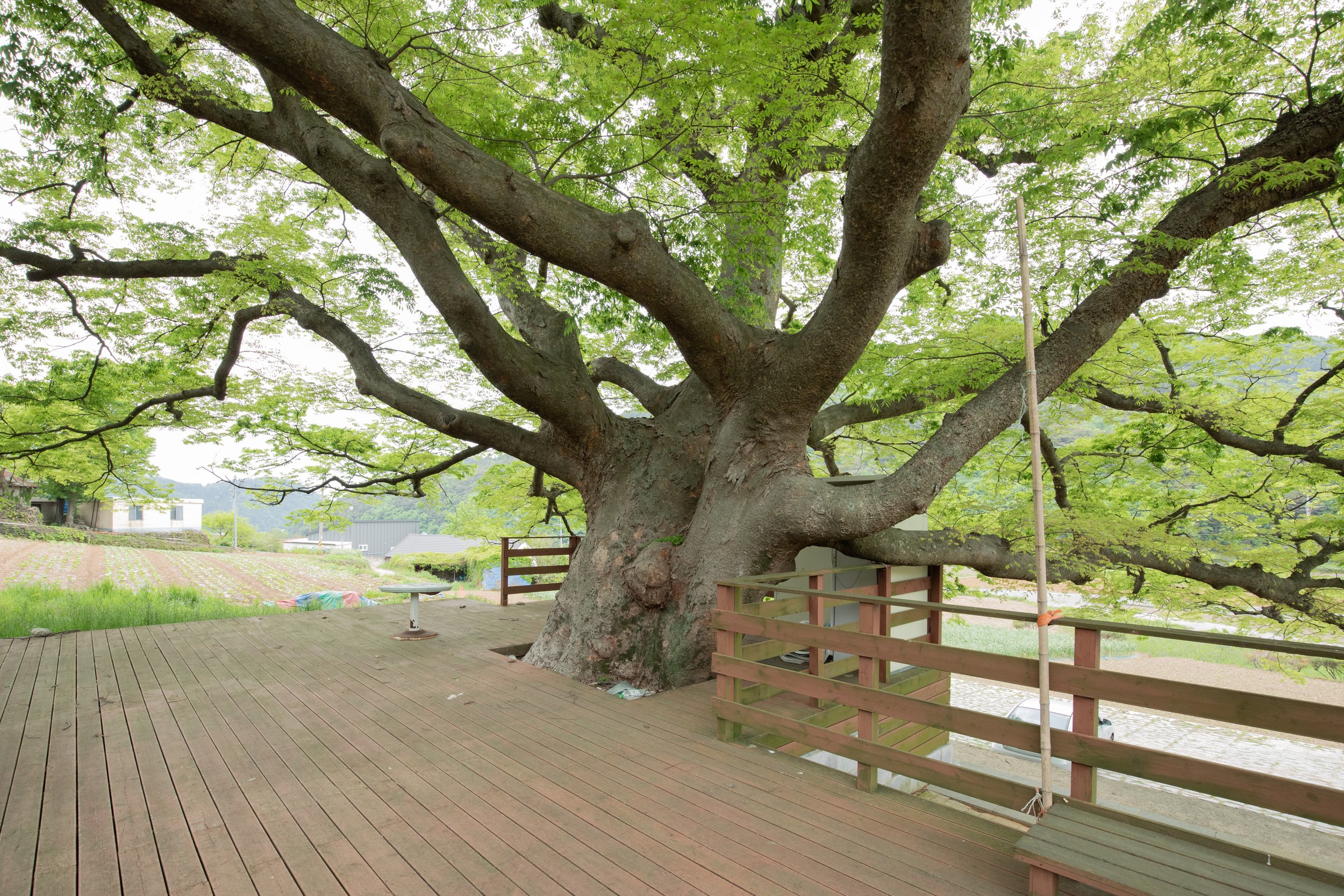 A sacred village tree rises from a timber deck with symbolic bamboo for protection in the foreground and a small farm in the background in Bukgu Maeul 북구 마을, South Korea.