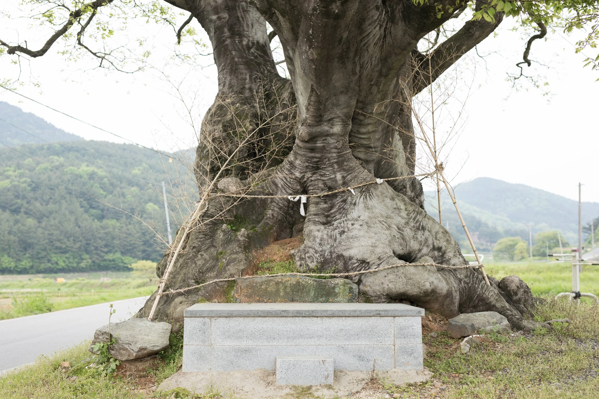 A sacred tree protected by a golden rope and bamboo signifying a spiritual boundary. A stone altar sits in front and a pastoral landscape is behind in Simun Maeul, South Korea.