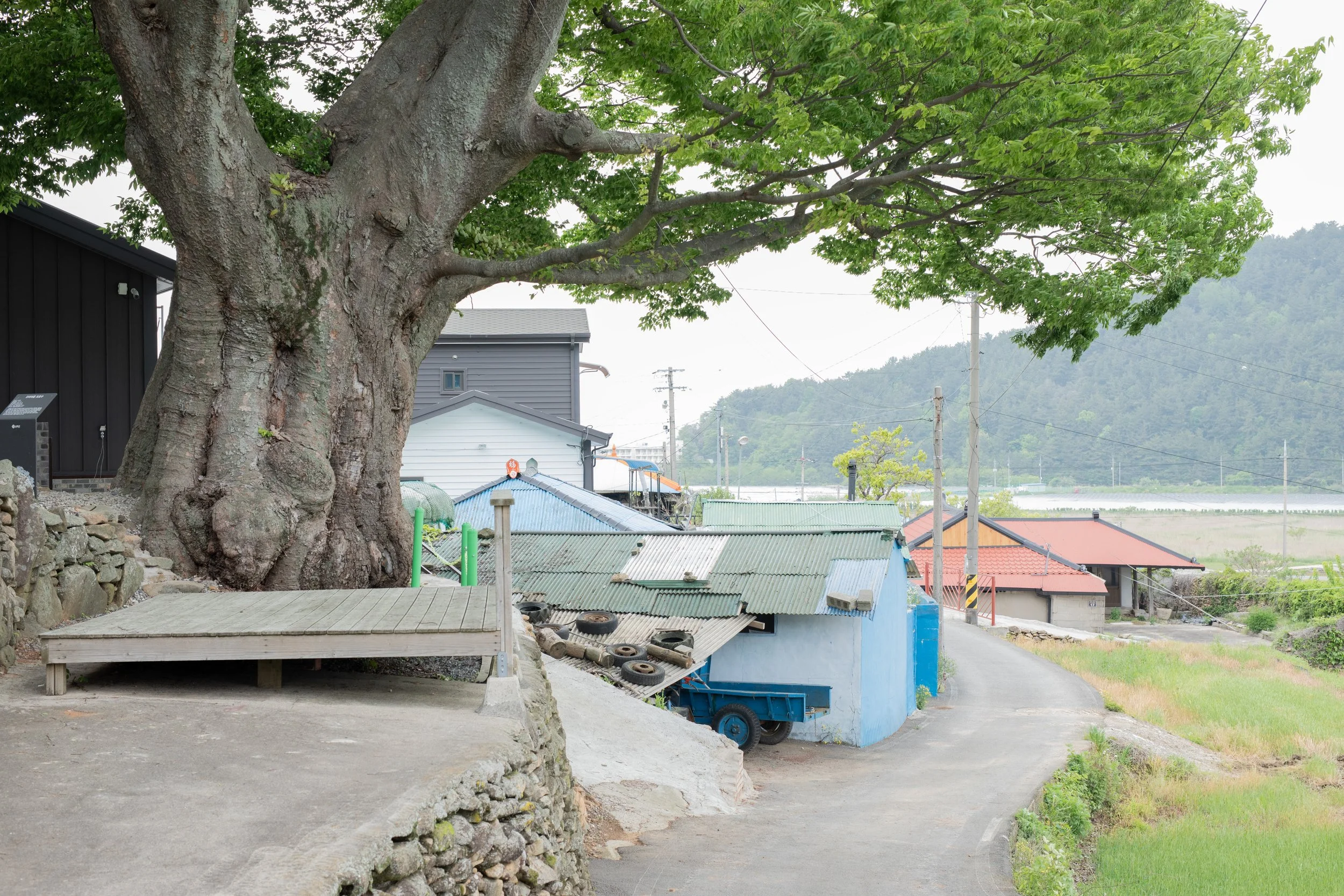 A sacred village tree leans over a rough concrete ledge beside some old country sheds in Oli maeul 오리마을, South Korea.