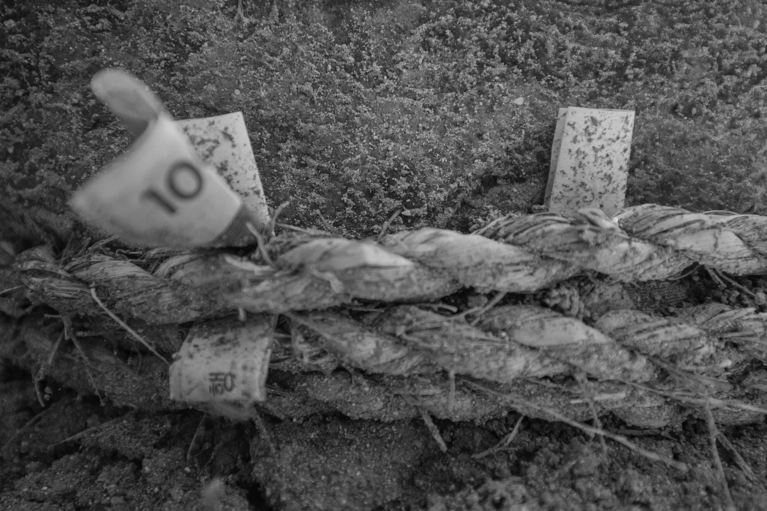 A sacred boundary rope known as a geumjul in Korean containing 1000 won notes is tied to a rock as a good luck ritual in Namhae island, South Korea.