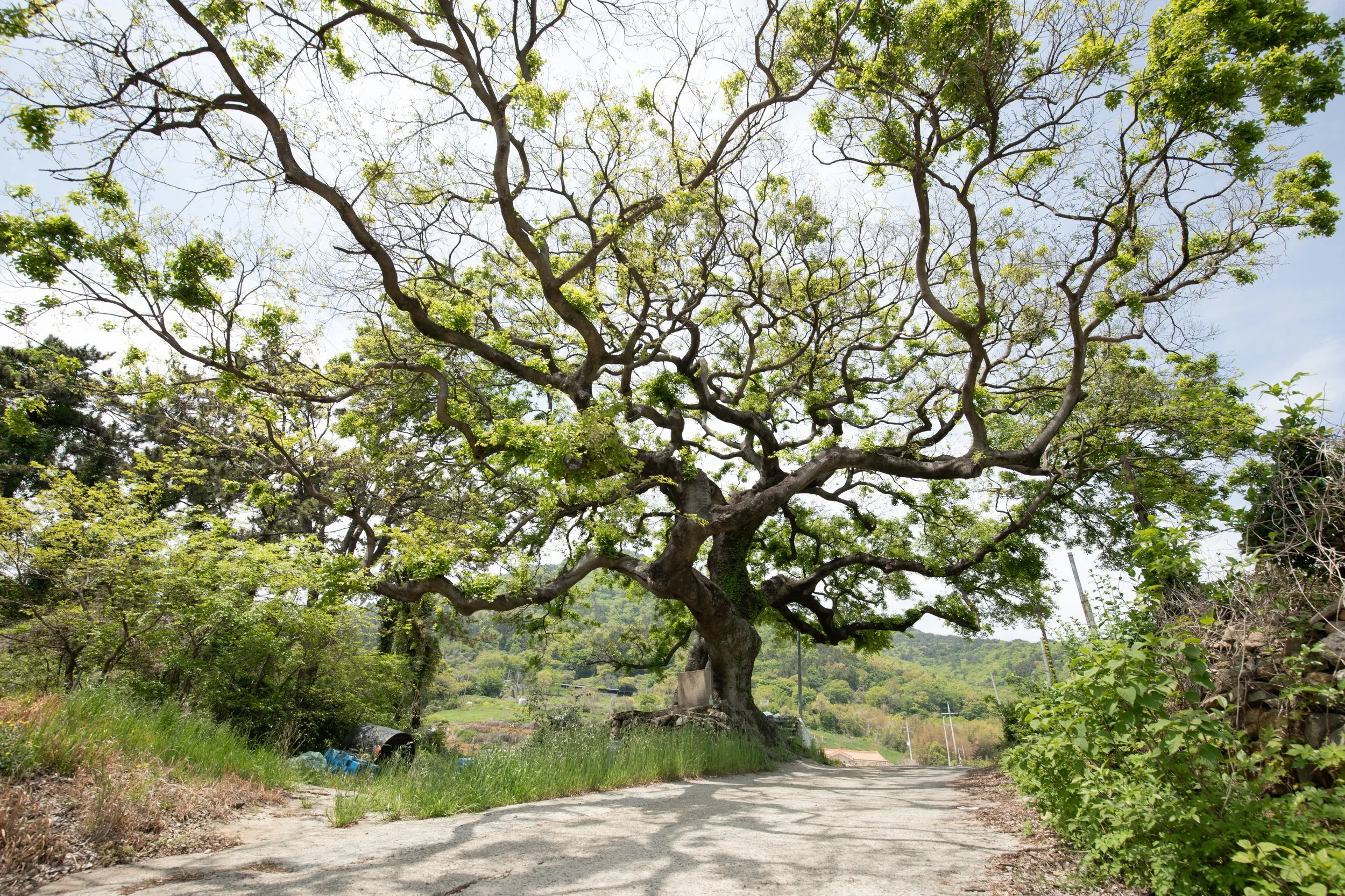A village guardian tree (Dangsan Namu) on the side of a rural road in Yongso-ri (용소리), South Korea.