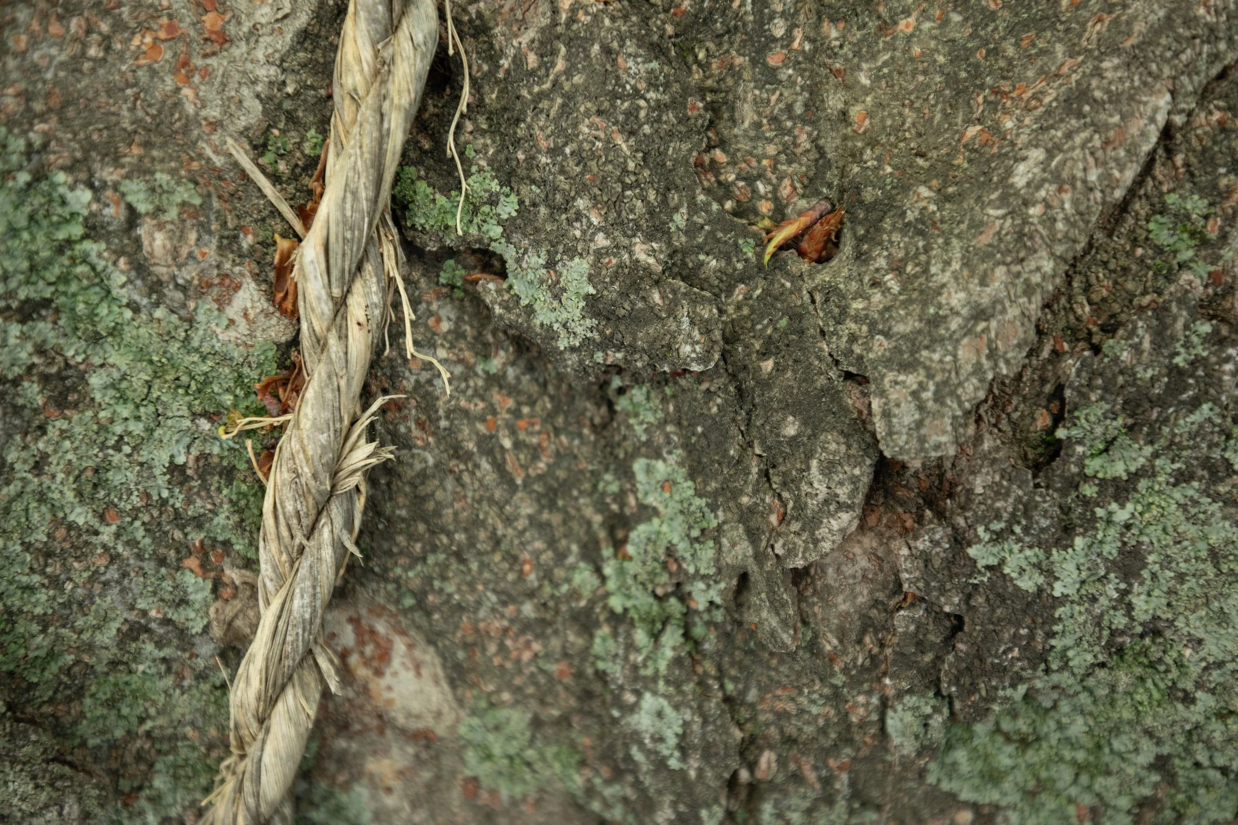 A golden rope known as geumjul (금줄) is tied to a sacred tree to designate a spiritual presence in a village in Namhae island, South Korea.