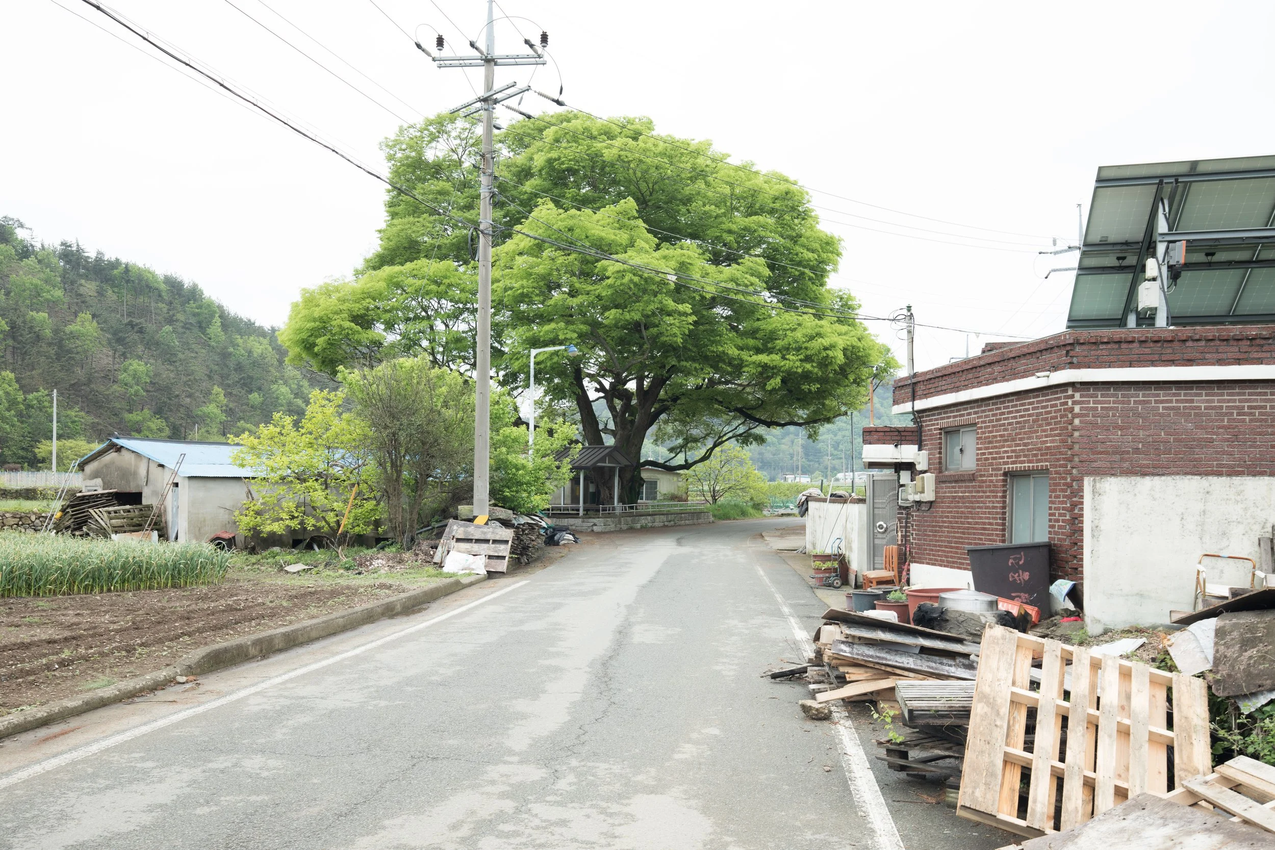 A country road with scattered debris and an onion patch lead to a sacred village tree in  Sangjuk-ri 상죽리, South Korea.