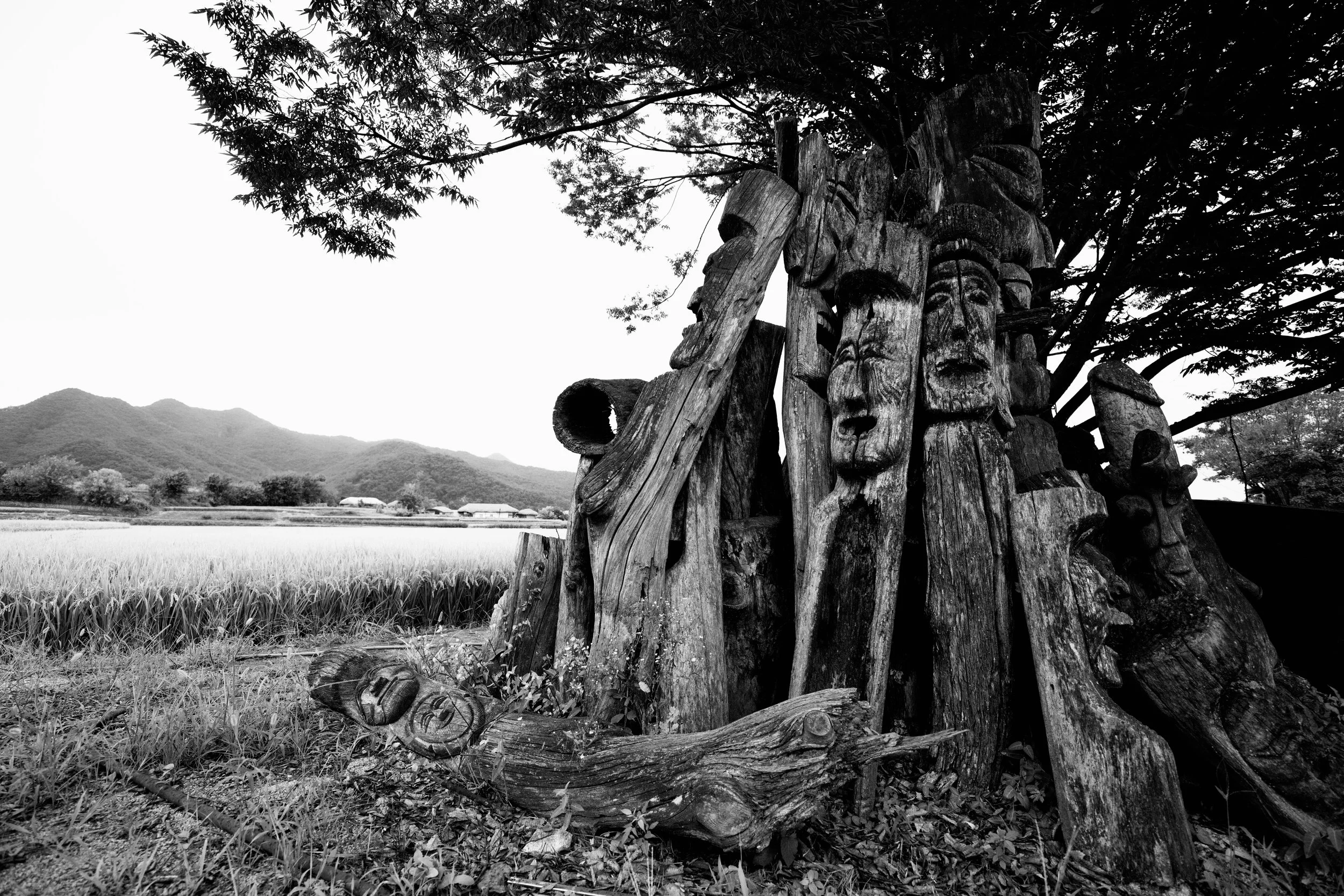 A collection of janseung; carved wooden Korean totems in the foreground of a rice field in Andong, South Korea.