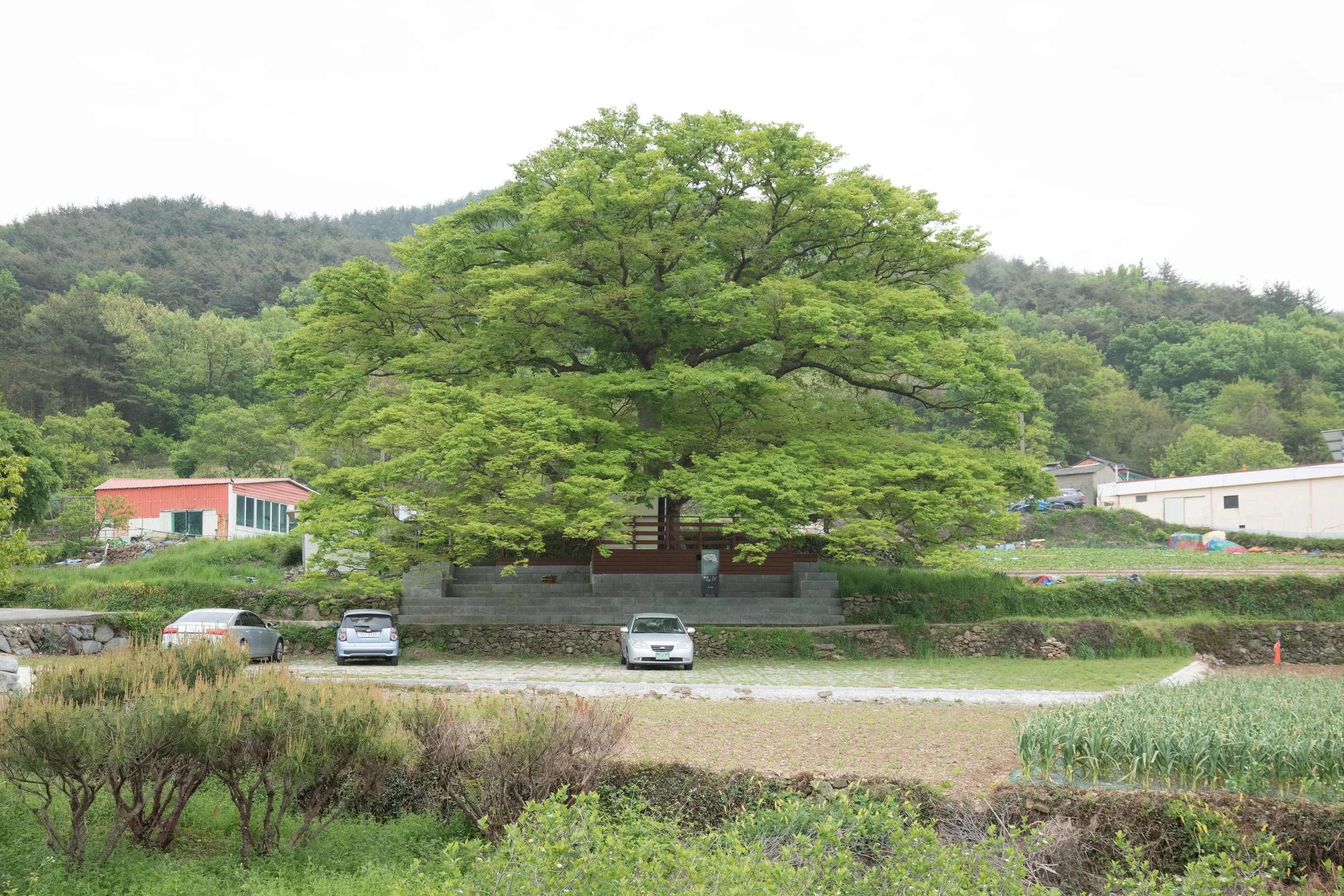 A sacred village tree behind a field of spring onions in the rural village of Bukgu Maeul 북구 마을, South Korea.