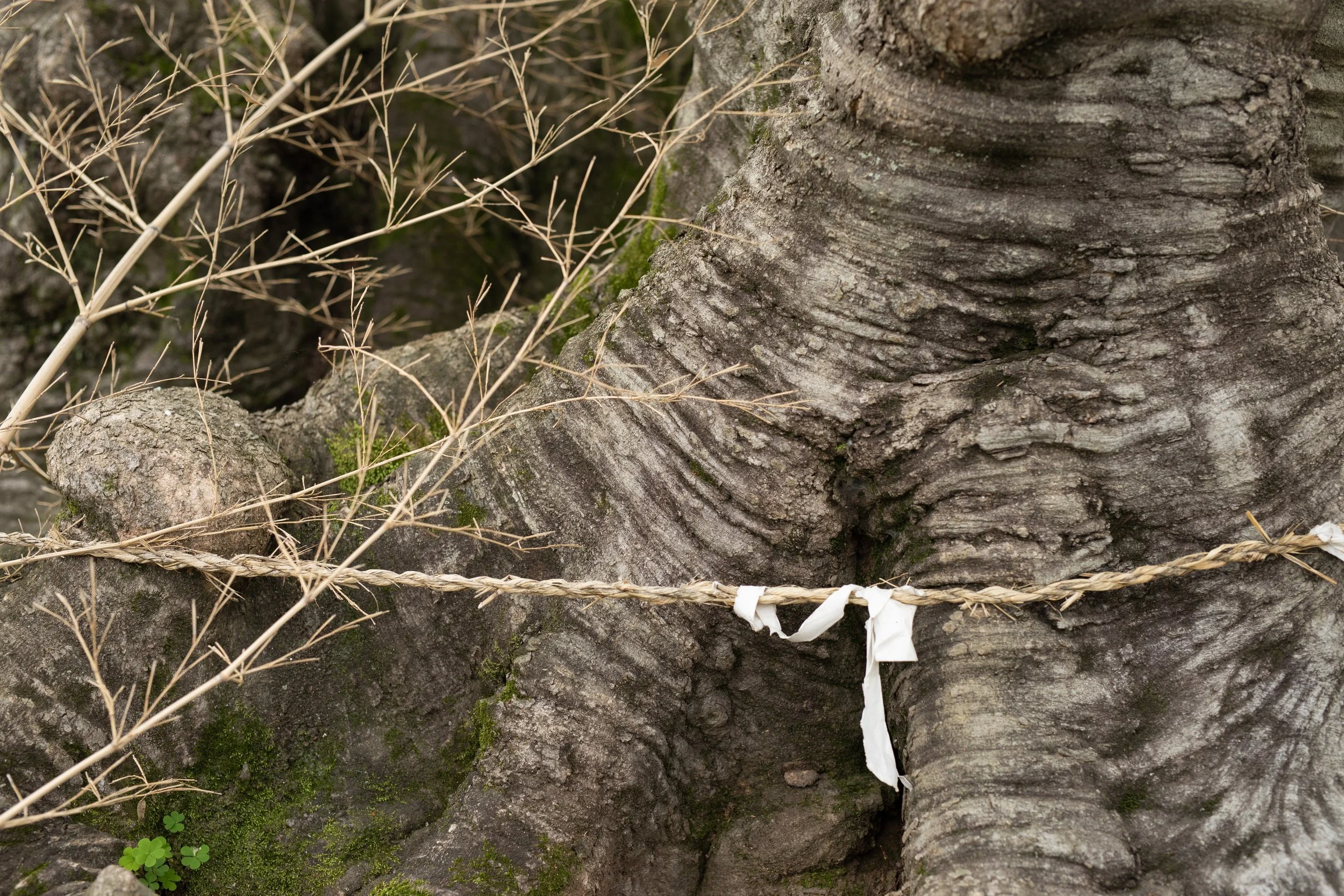 Closeup view of a golden rope, sacred tree trunk and bamboo in Simun Maeul (시문마을), South Korea.
