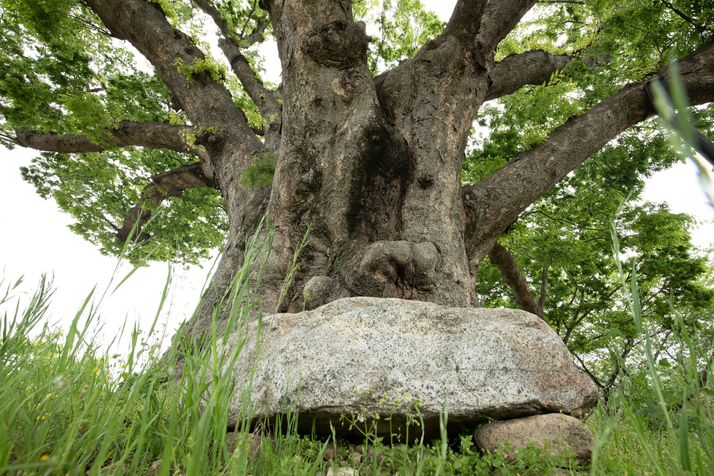 A closeup of a village guardian tree (당산나무) with a stone altar for rituals is propped up by poles at the entrance to 당항리  (Danghang-ri) in South Korea.