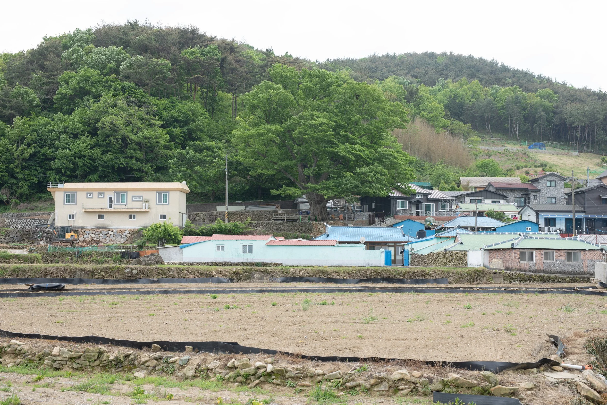 A small farm in rural South Korea with a sacred village tree in front of mountains in Oli maeul 오리마을.