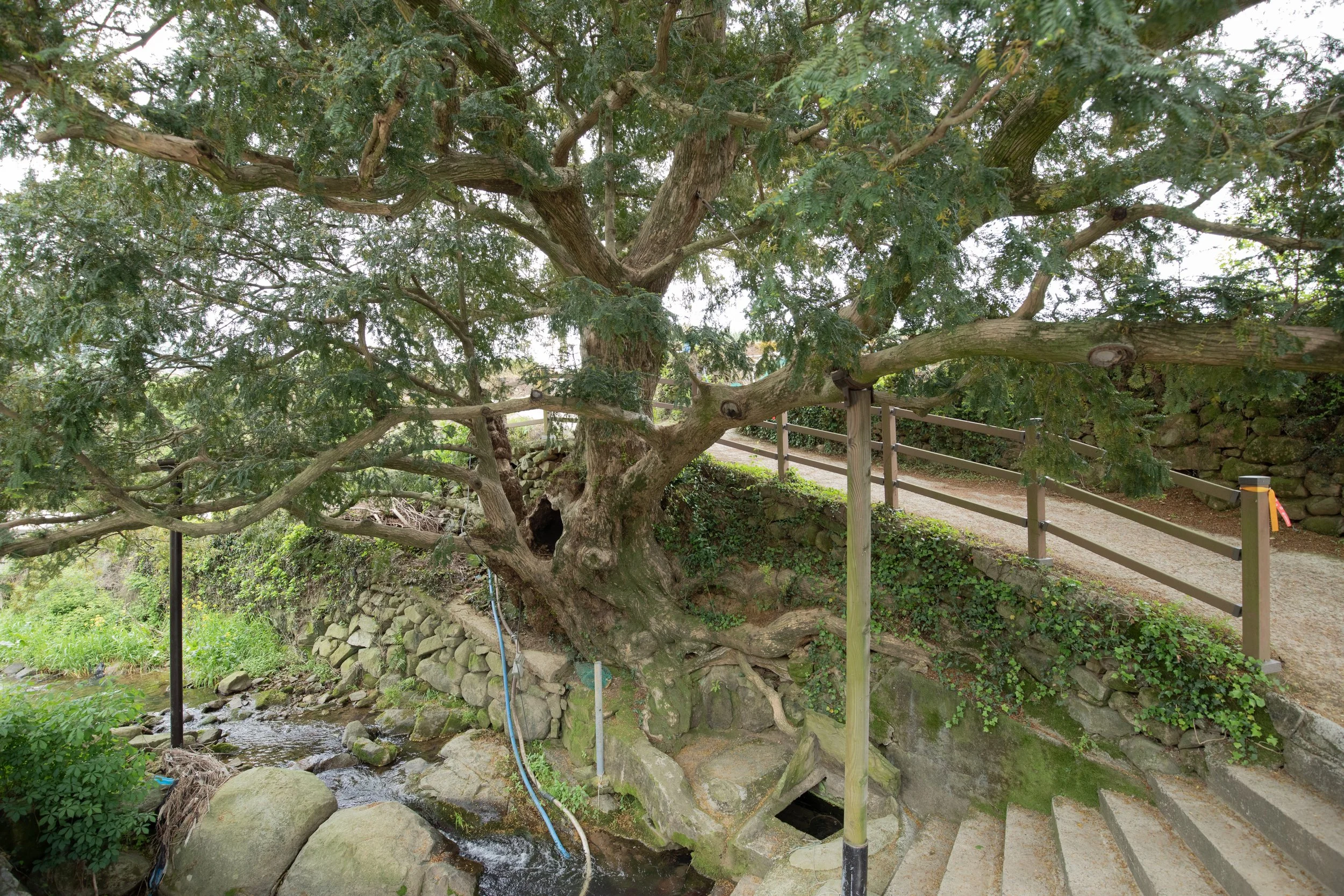 A village guardian tree (당산나무) next to a small stream and a farm in Jukjeon Village (죽전), South Korea.