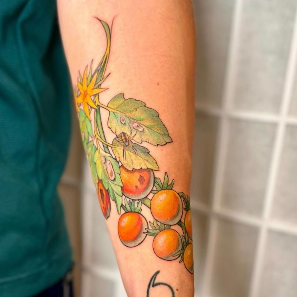 Sungold Tomatoes for Joe ☀️ 🍅 by Micaeah @micaink_  head over to her page to see more of this beautiful tattoo!

Micaeah says: So grateful to get to make a piece for this mutually beloved cherry tomato. It grew in my yard for a good potion of my you