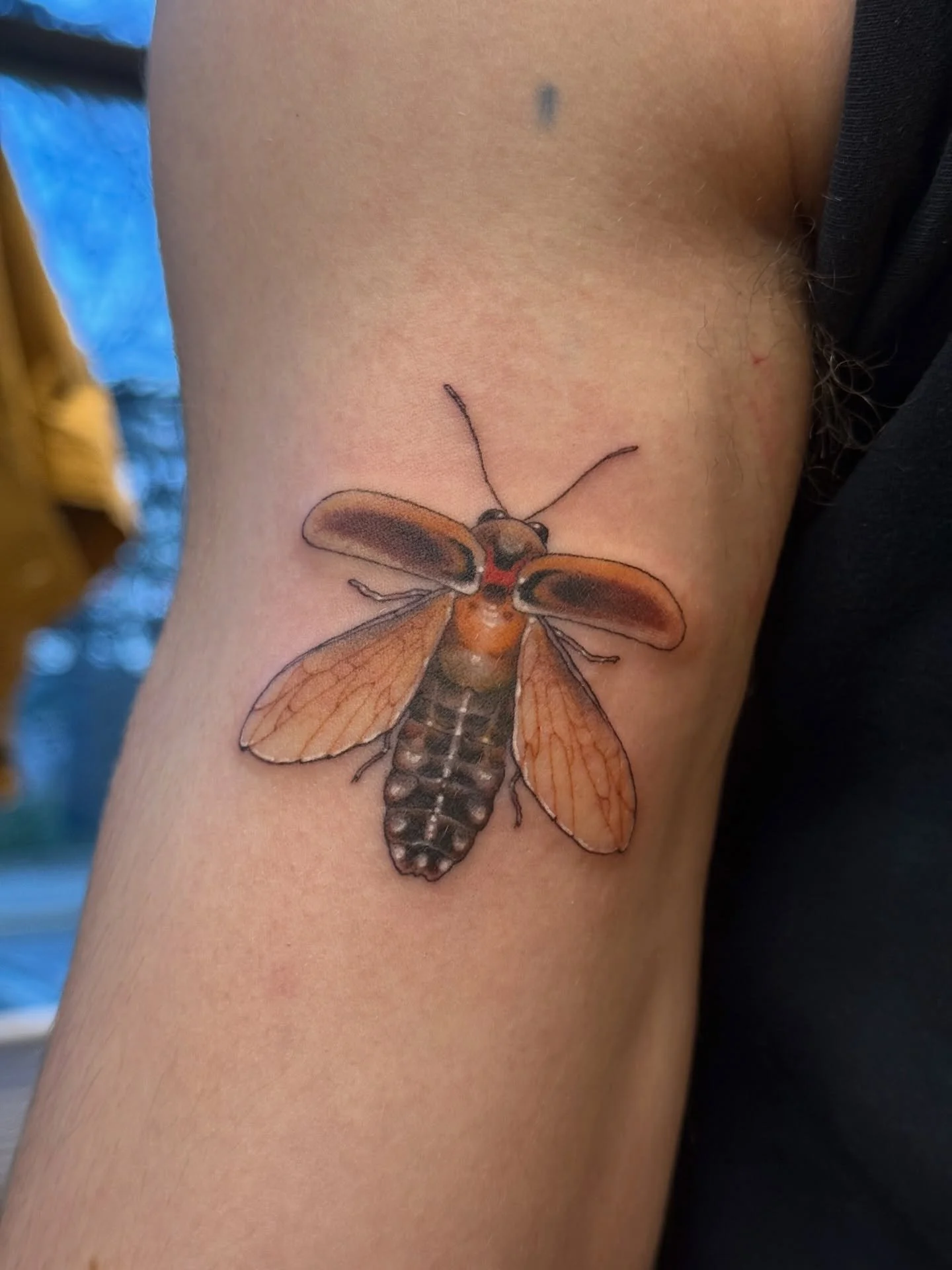 Fireflies for Laura and Parker

#fireflytattoo #bugtattoo #insecttattoo #portlandtattoo