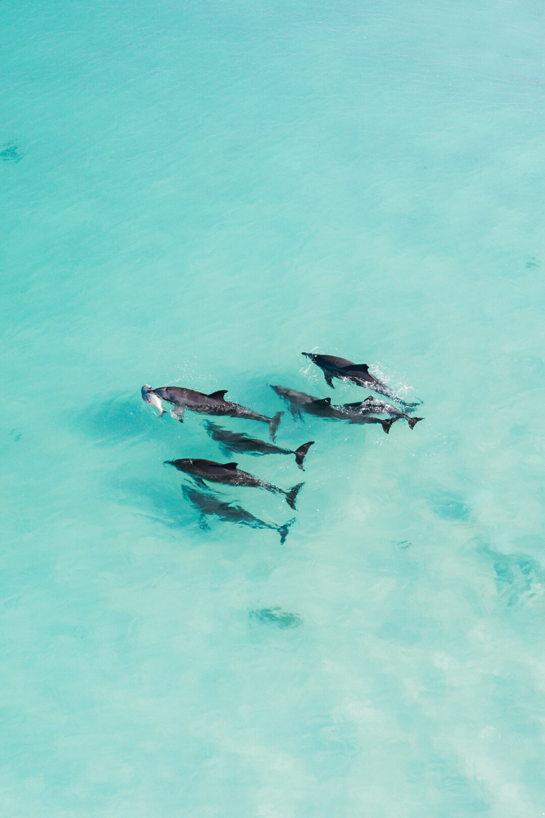 Dolphins+Catch+%28Portrait%29.jpg