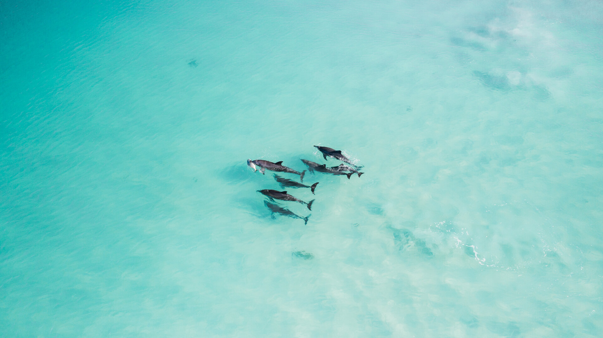 Dolphins+Catch+%28Landscape%29.jpg