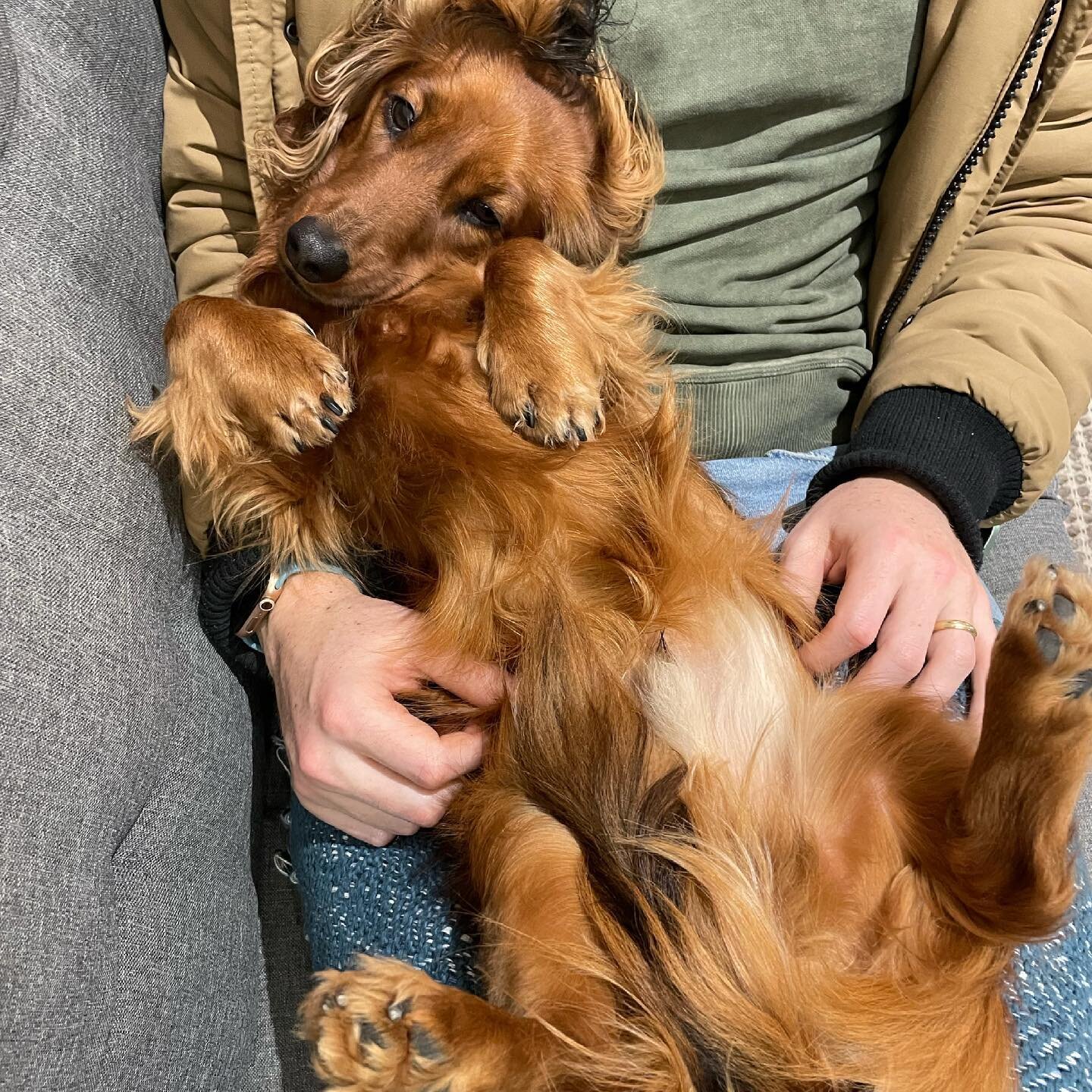 Our floof is legitimately adorable, and that is all you need to know right now.