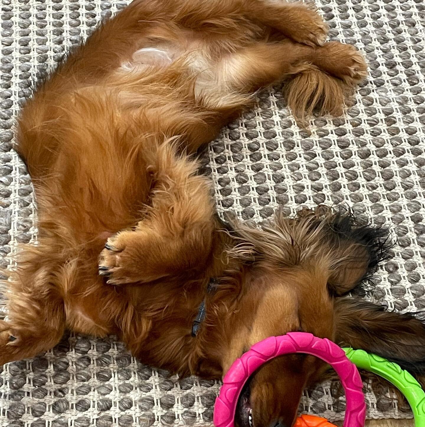 Lockdown means undiluted human attention, which apparently is rather exhausting for this floofster.