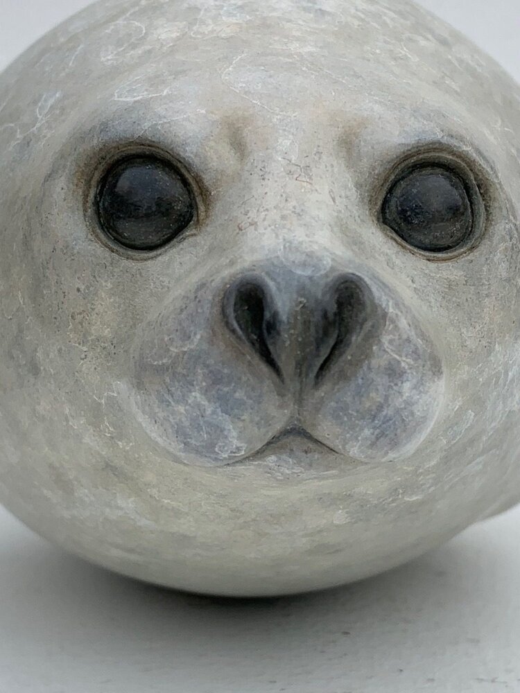 Harp+Seal+Pup.jpeg