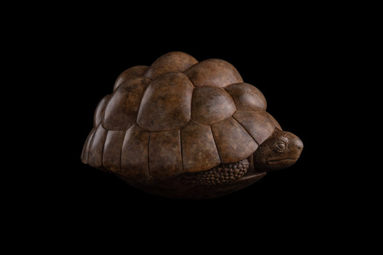 Adam+Binder+Tortoise.jpeg