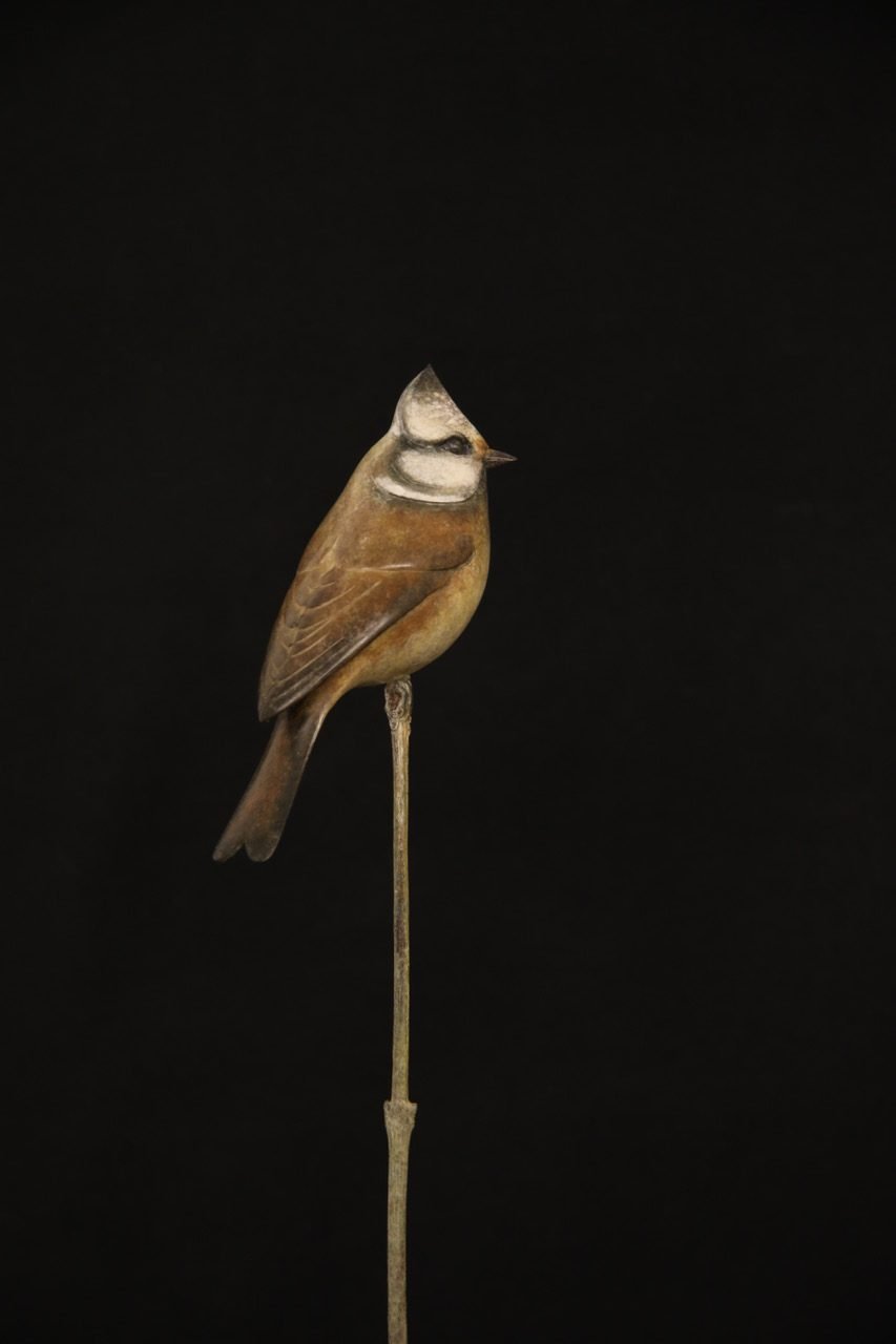 Crested-Tit-Head-e1490711031833.jpeg