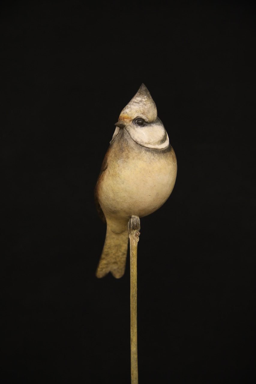 Crested-Tit-Head-II-e1490711055341.jpeg