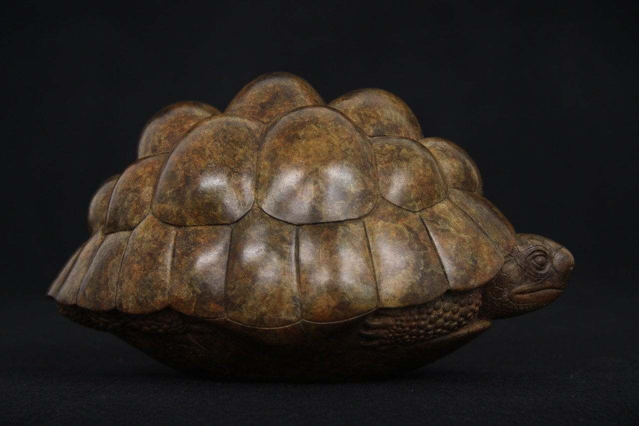 Tortoise2017_3.jpeg
