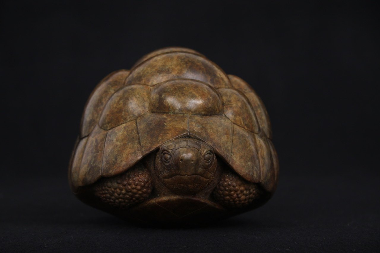 Tortoise2017_1.jpeg