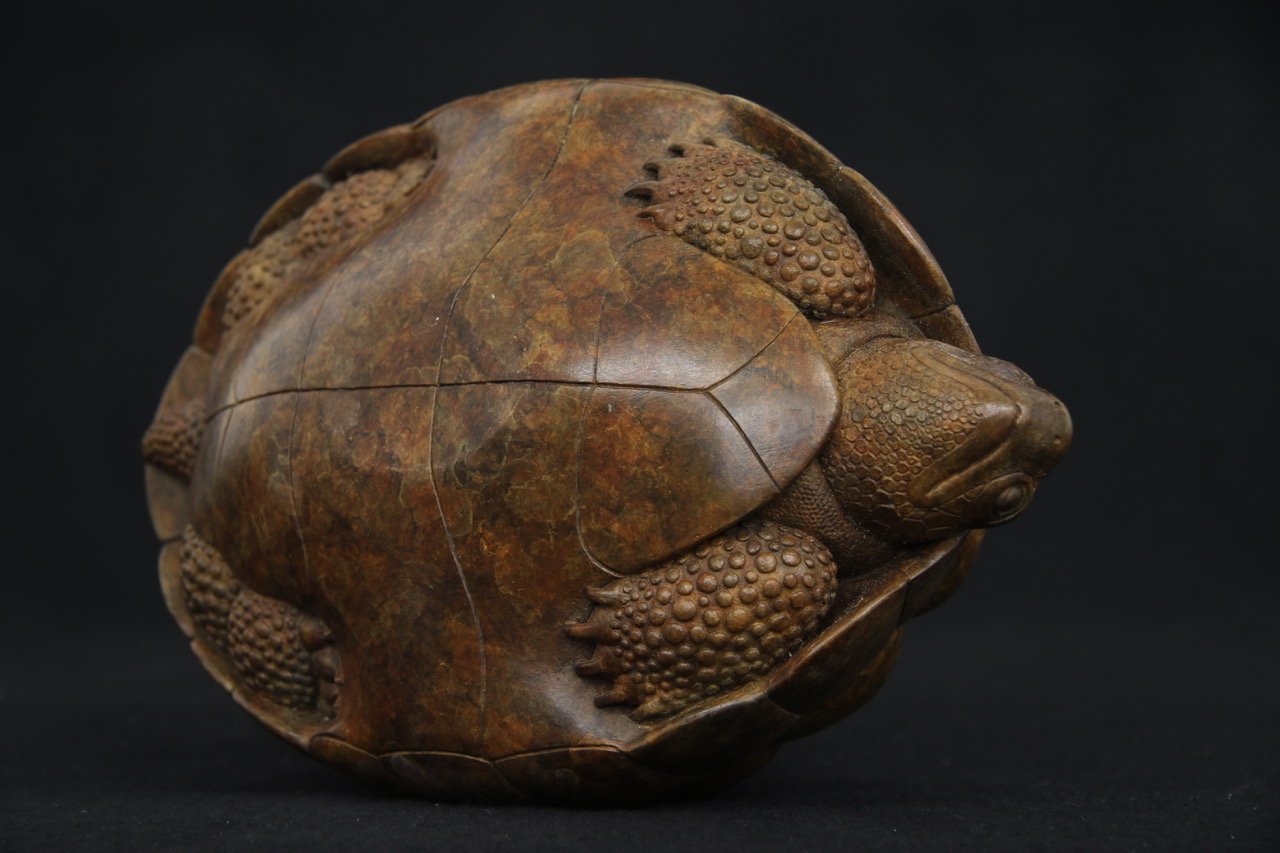 Tortoise2017_4.jpeg