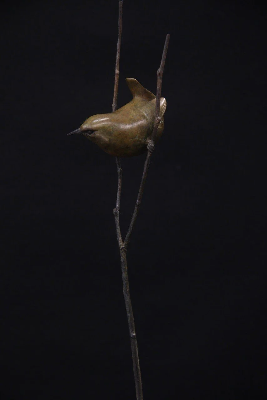 Wren-2025-2.jpg