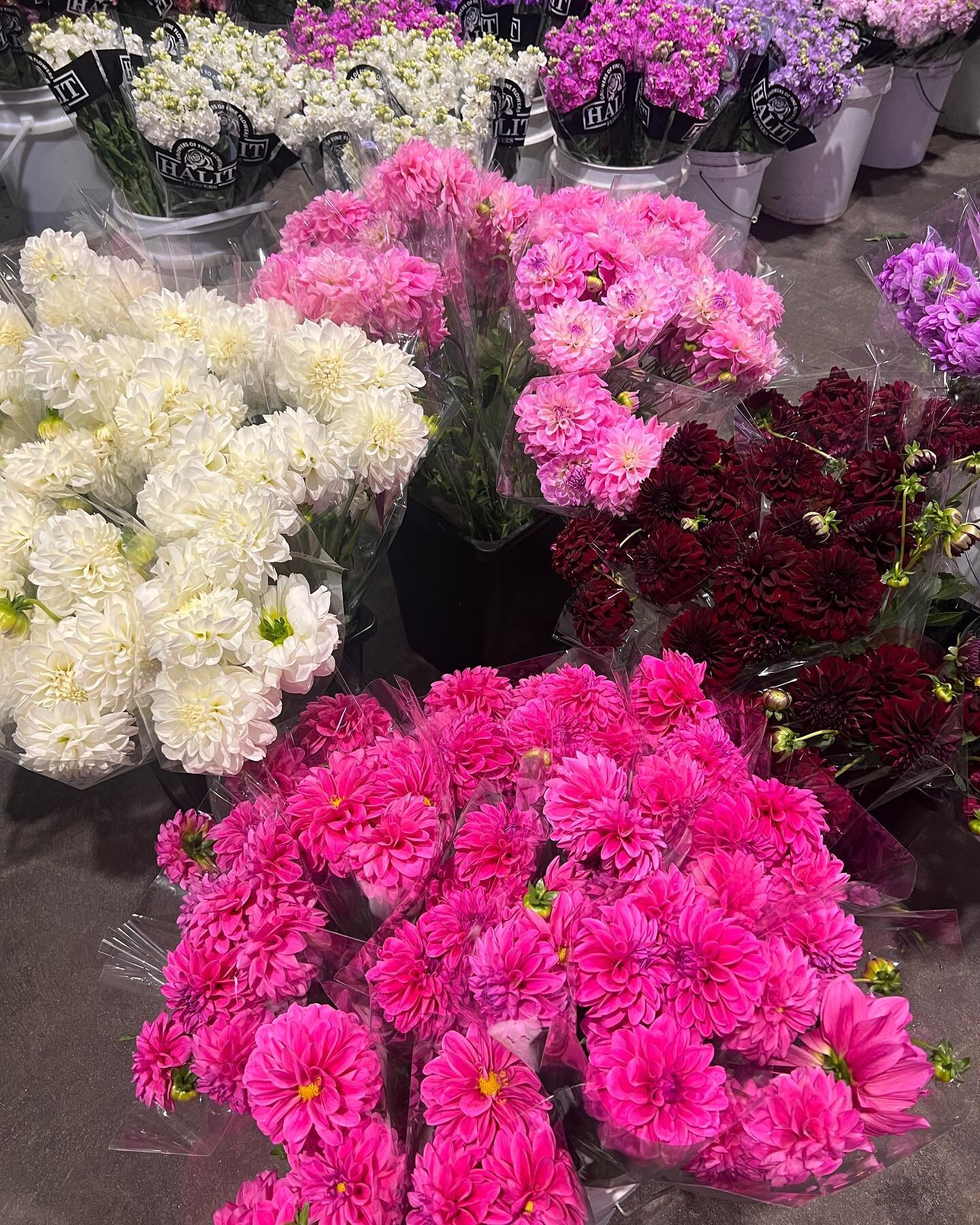How pretty are these Dahlia colours 💖💜

What an amazing sight to see 😍

#halitflowers #dahlias #flowers #florals #florists #melbourne #victoria #floraldesign