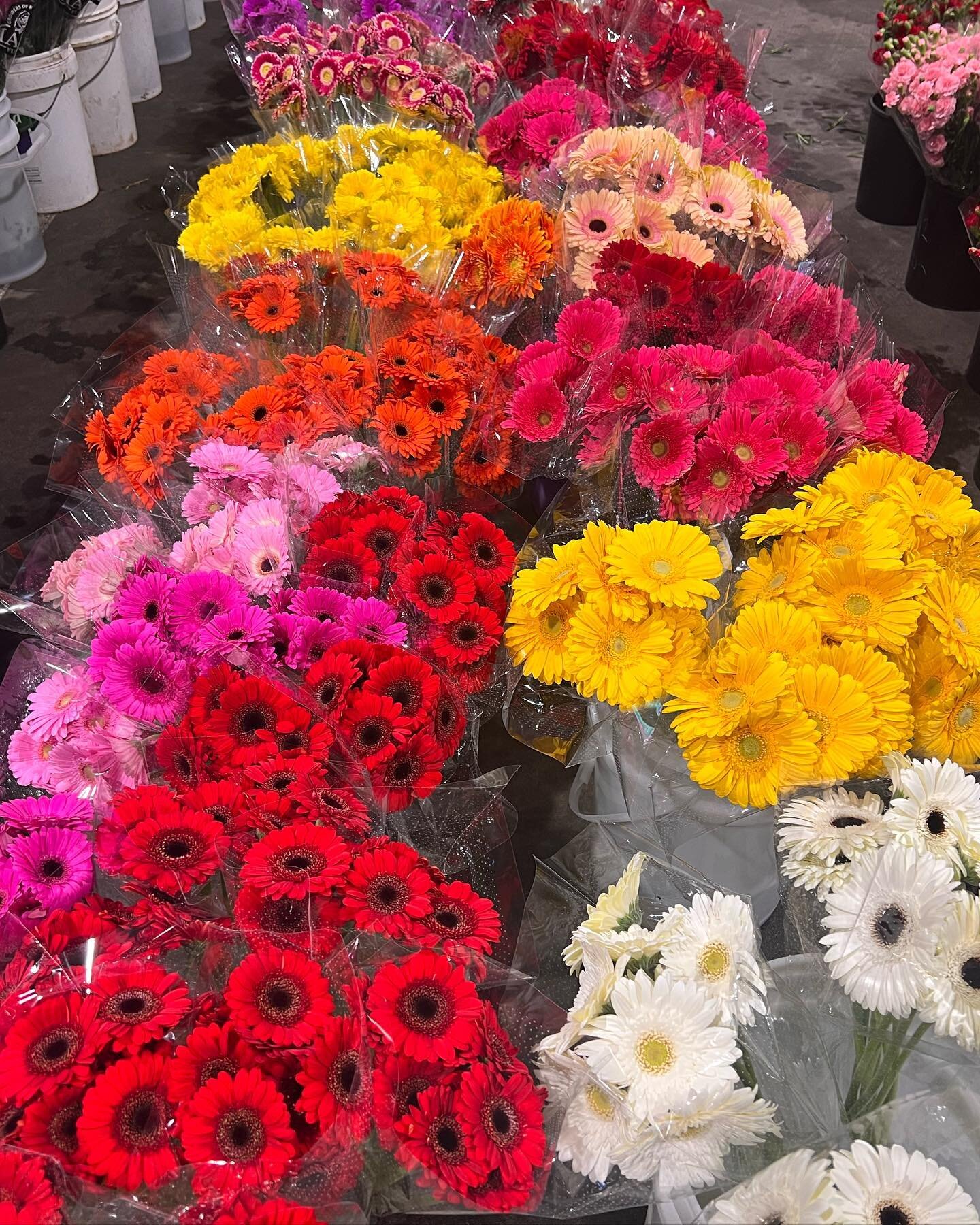 Gerberas for Mother&rsquo;s Day 💐💘

All of our amazing variety of Gerberas on display at Halit, we have a range from large &amp; mini Gerberas for all your perfect bunches 😍😍😍

To inquire for pickup or delivery: 
📧 sales@halitflowers.com

#hali