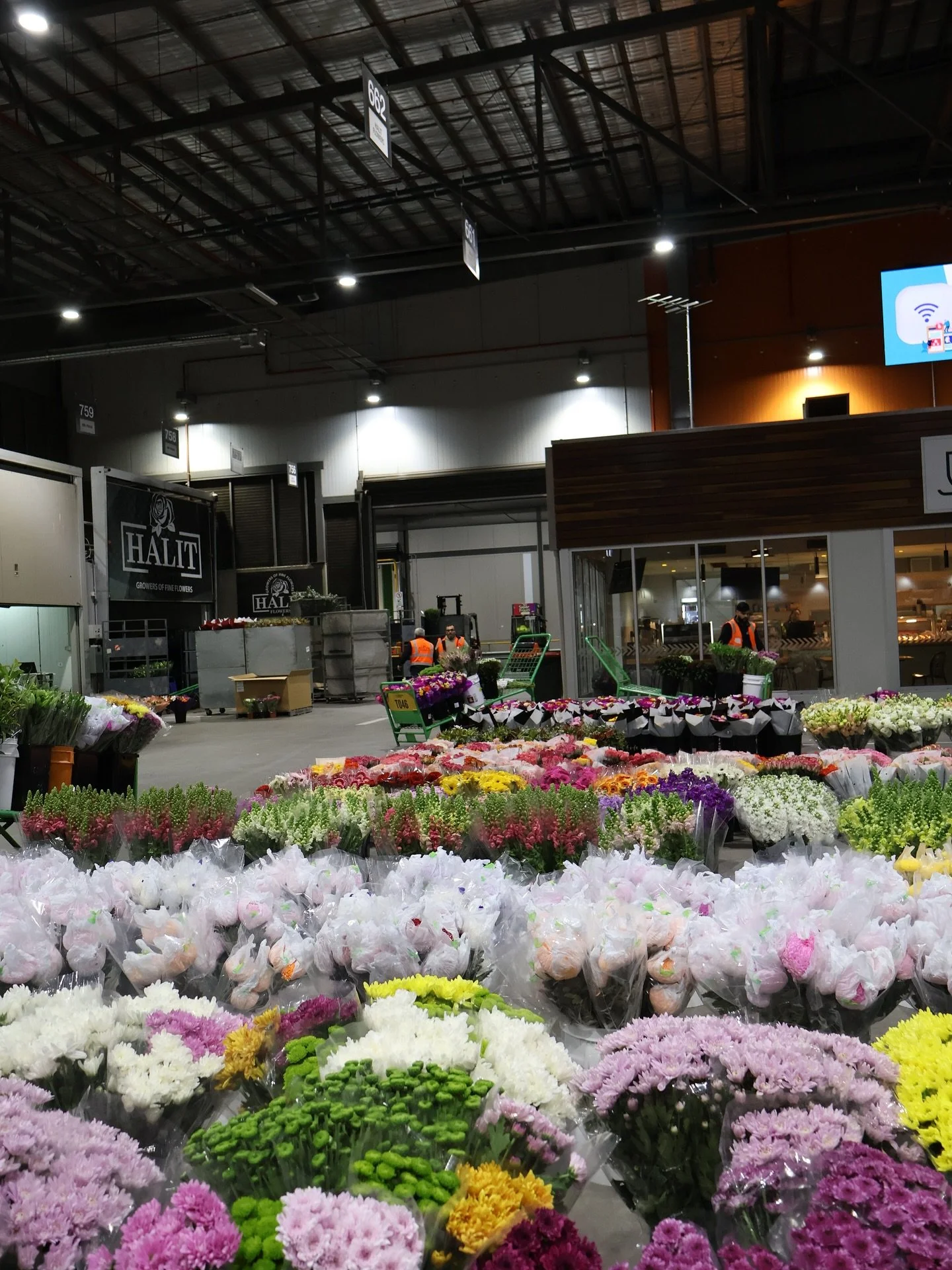 Check out some of our spring flowers available, including this seasons special Ranunculus 😍

Have a wholesale enquiry? ⬇️
📧 sales@halitflowers.com 

#HalitFlowers #Flowers #Farm #Florals #wholesale