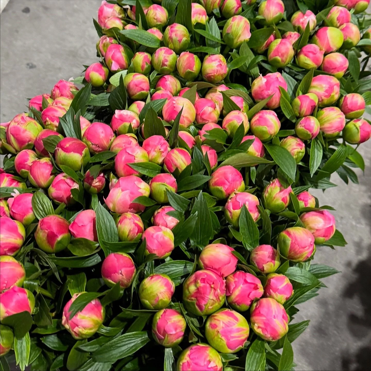 Peonies 💖

Check out these peonies we have on our flower stand at the market 😍

#HalitFlowers #Flowers #Floral #Peonies #Market