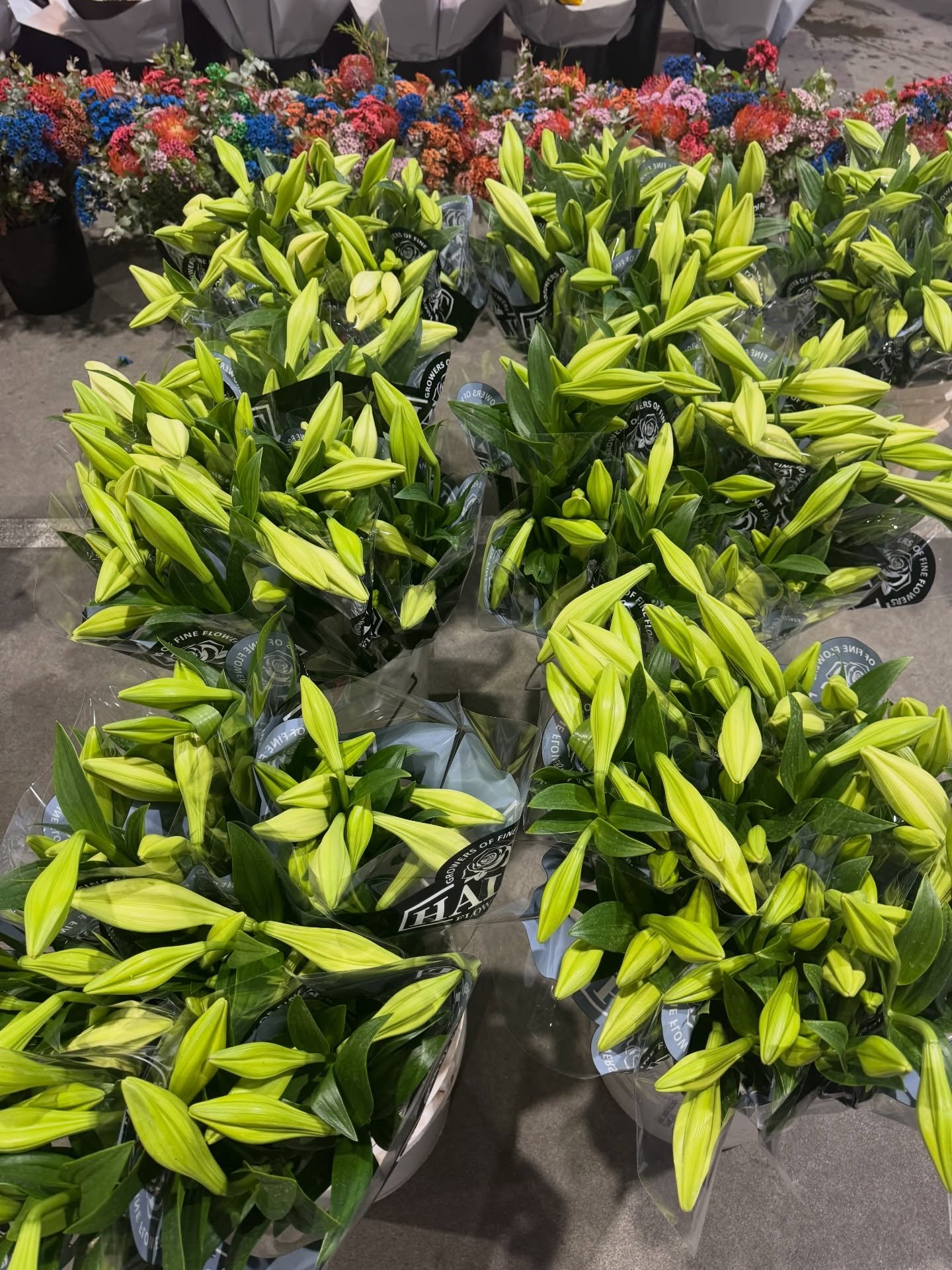 The best Christmas Lilies you&rsquo;ll ever see 😍, farm grown and hand picked from our farm. 

Make sure to order some for your Christmas bouquets 💐🎅

#HalitFlowers #Lilies #Flowers #Farm #Market