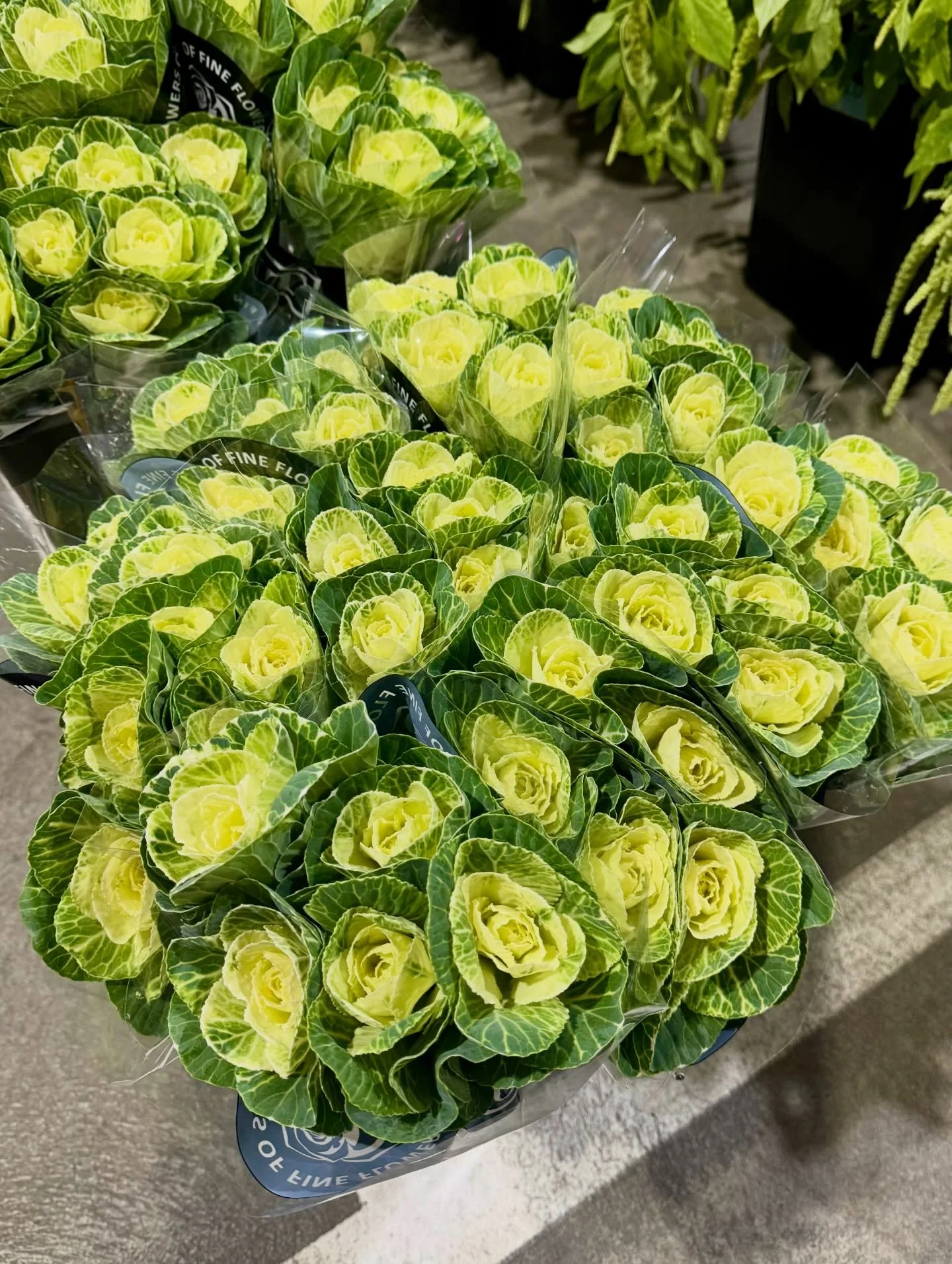 Kale Flowers now in season 😍

#HalitFlowers #Kale