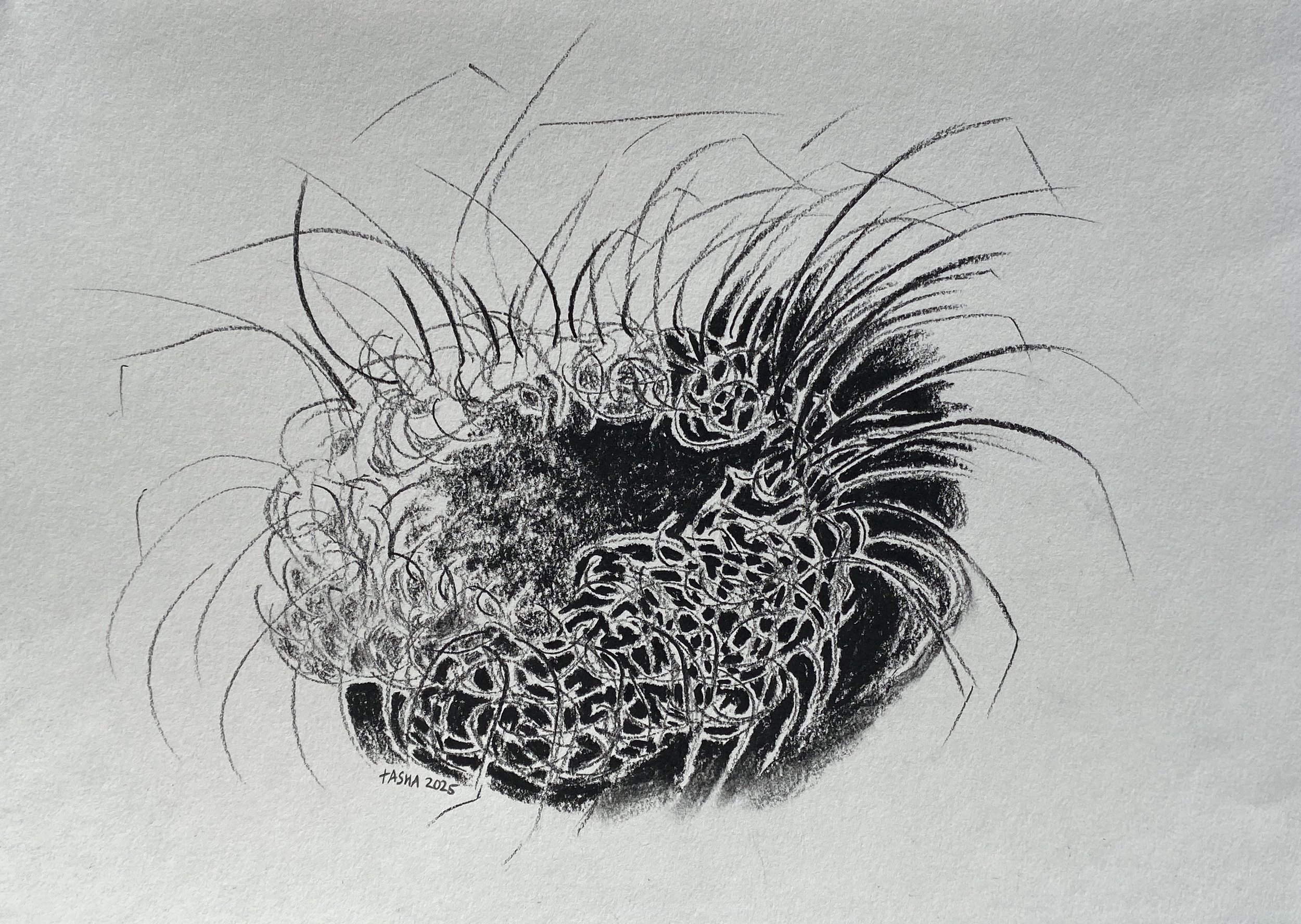 nest no.4
carbon pencil on paper
21 x 29cm