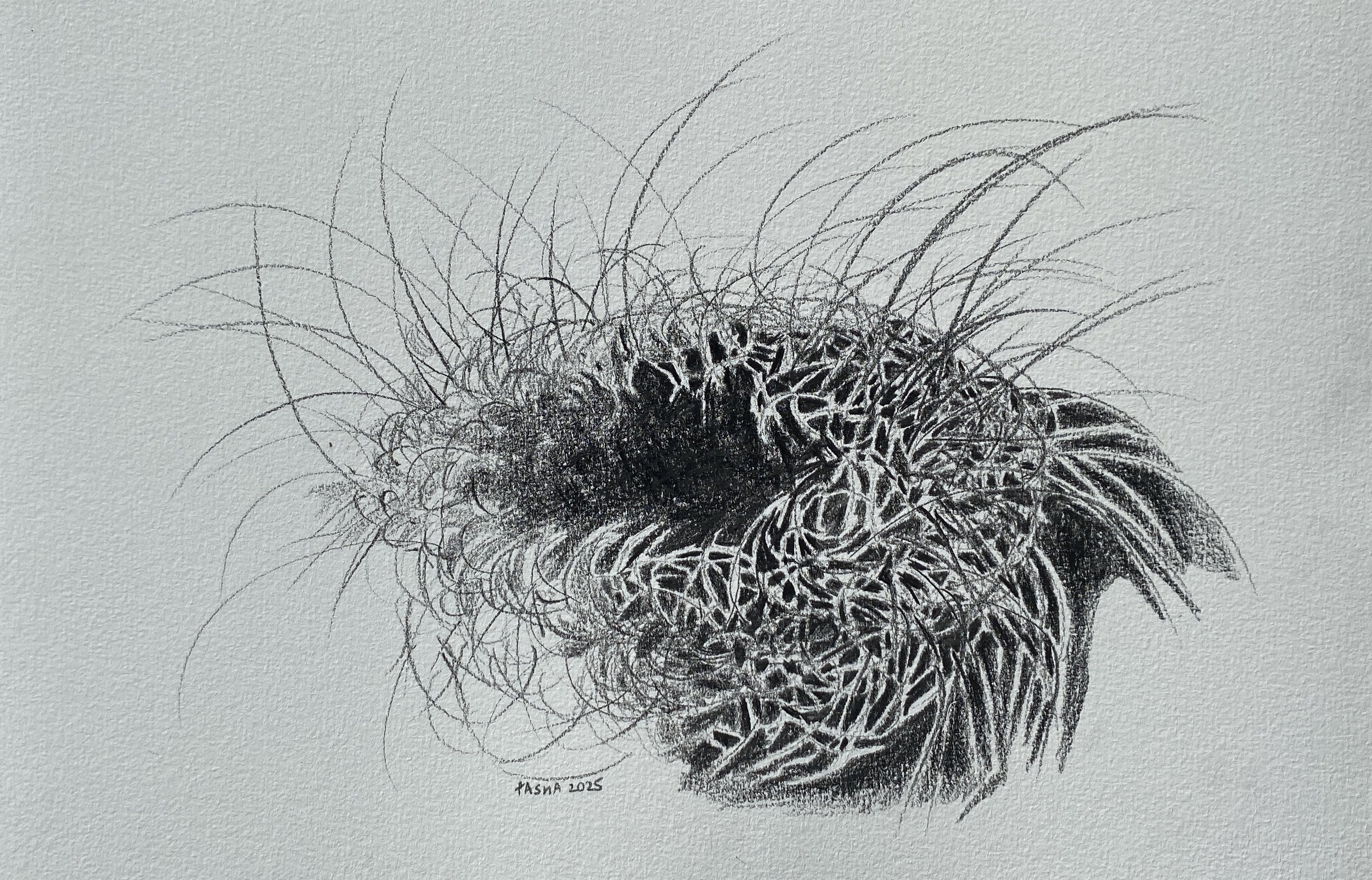 nest no.5
pencil on paper
21 x 29cm