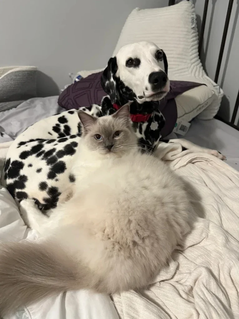 dalmation.webp