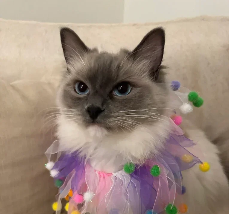 Blue+Mitted+Birthday+Girl.webp