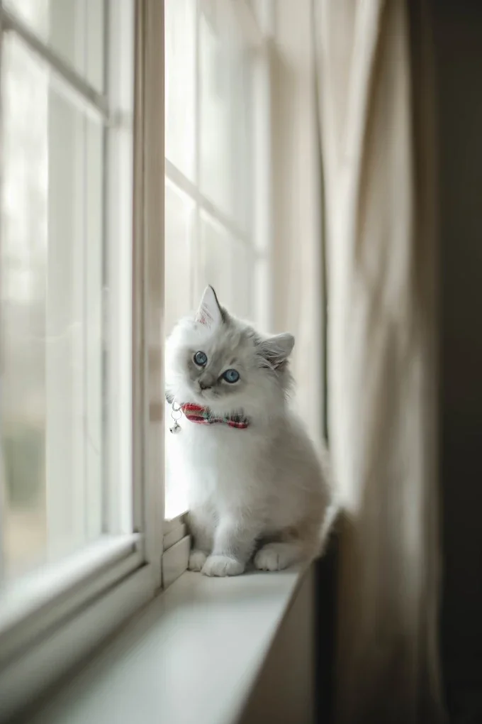 lynx blue kitten.webp