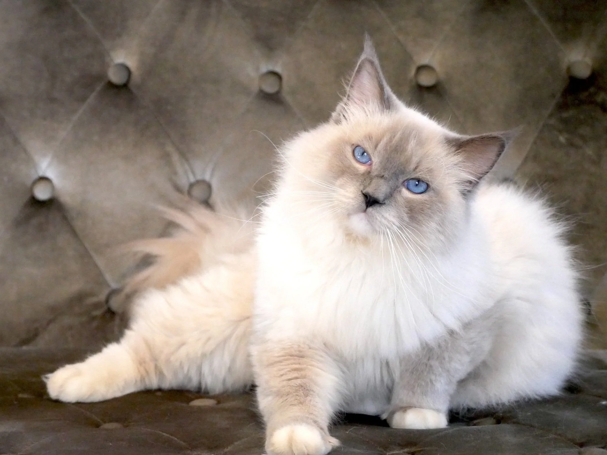 Lilac Ragdoll Cat Lilac Ragdoll Cat