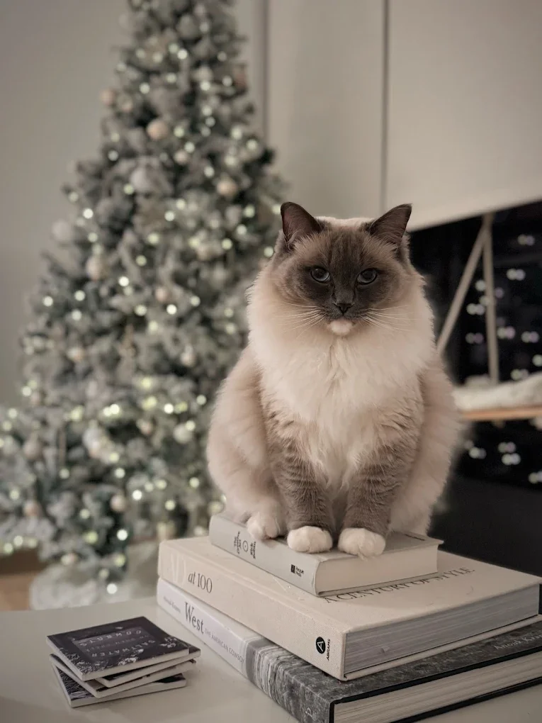 Blue Mitted Girl Christmas.webp