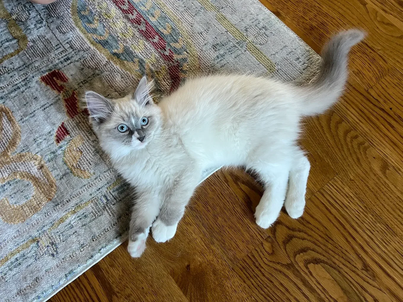 blue mitted ado girl.webp