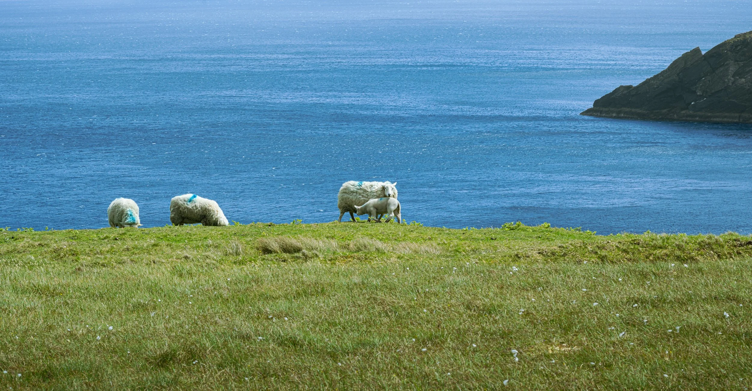 _DSC0386.jpg